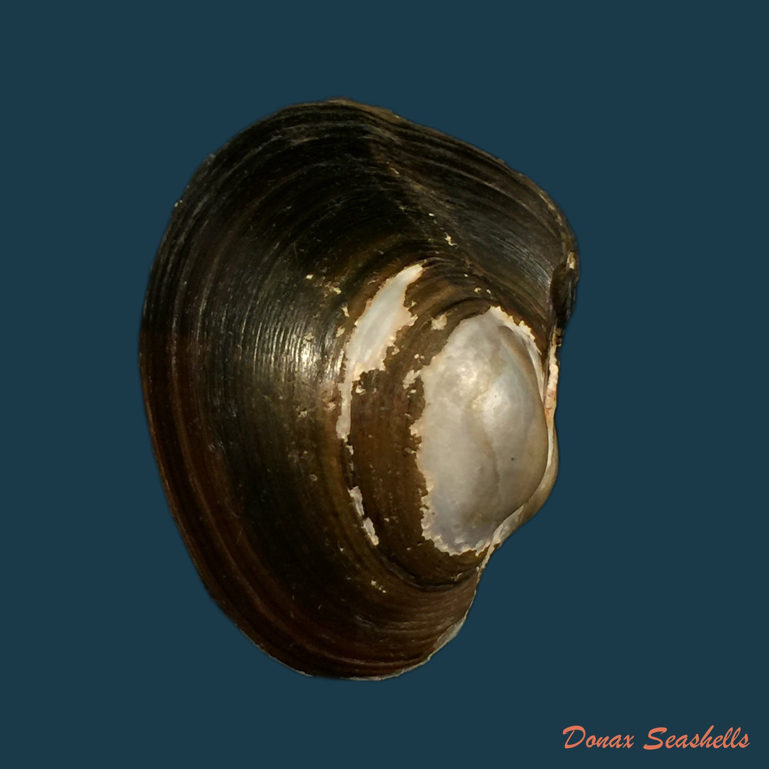 copia-de-bahiensis-albofilosus-dohrn-1883