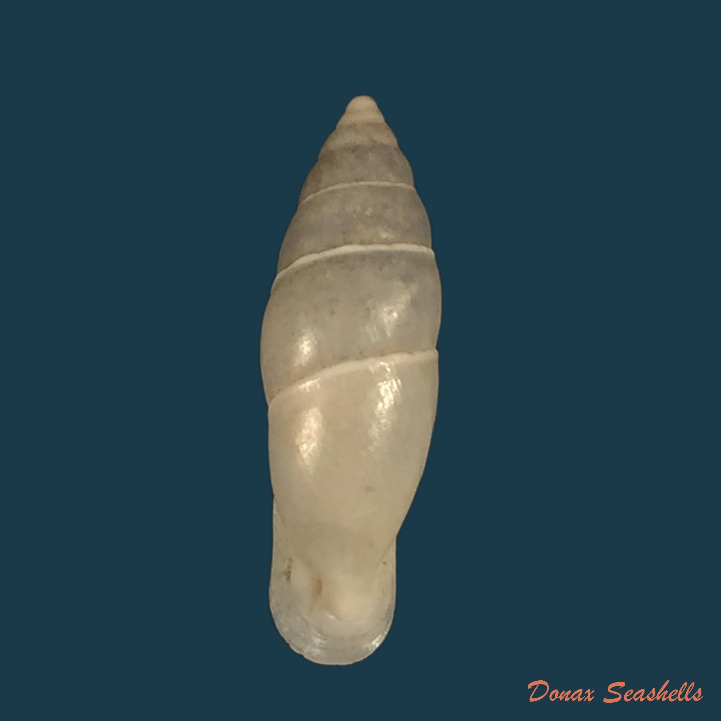 copia-de-bahiensis-ringens-dunker-1847