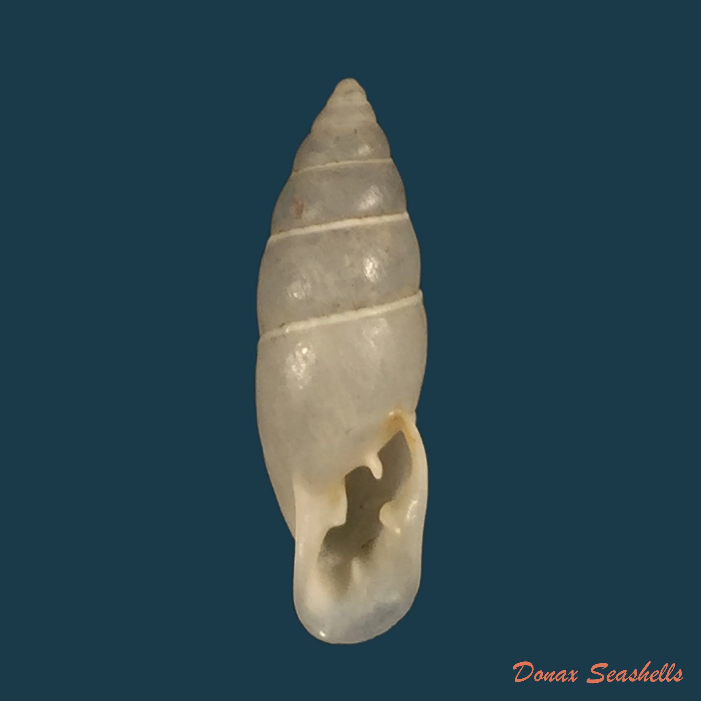 copia-de-bahiensis-ringens-dunker-1847