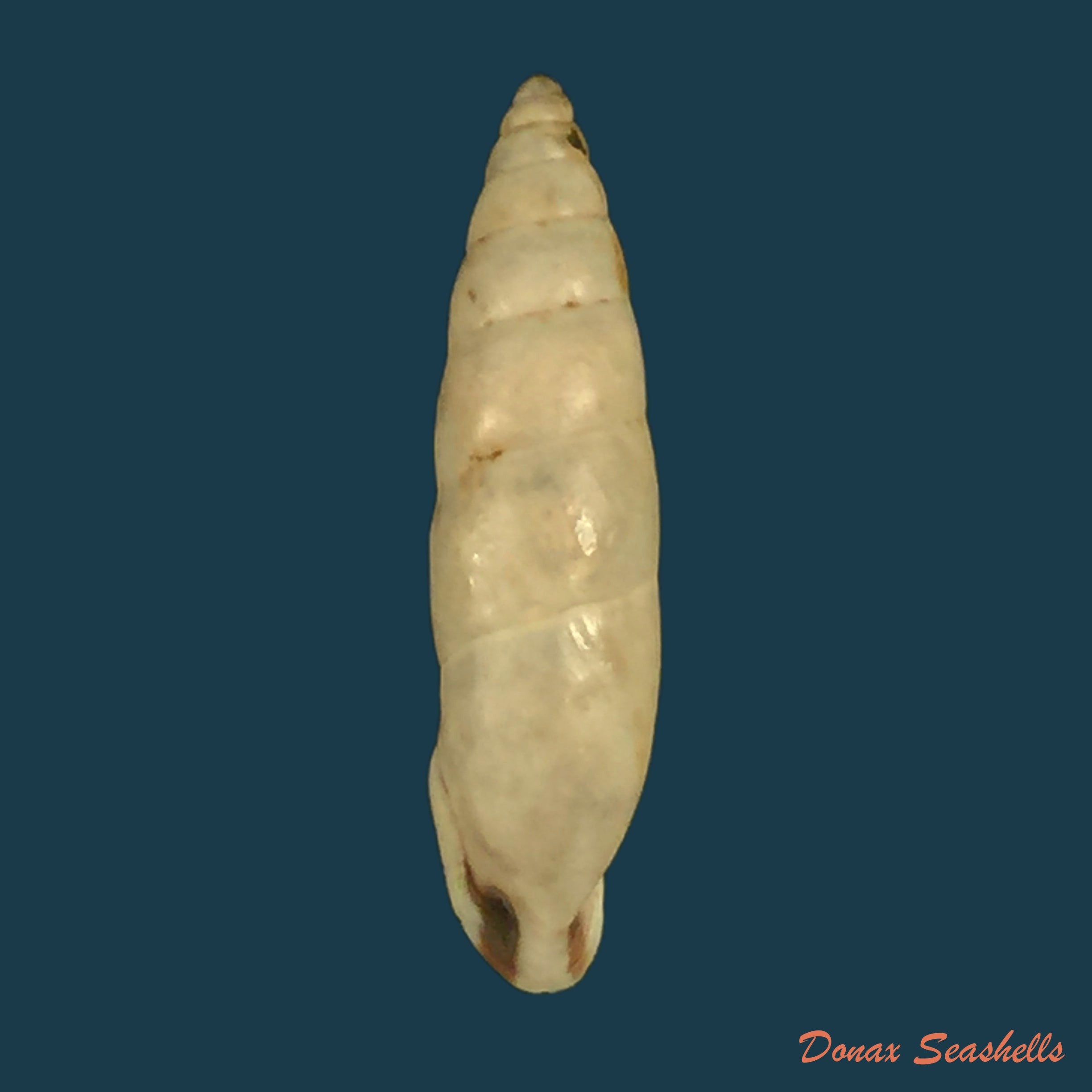 copia-de-bahiensis-ringens-dunker-1848