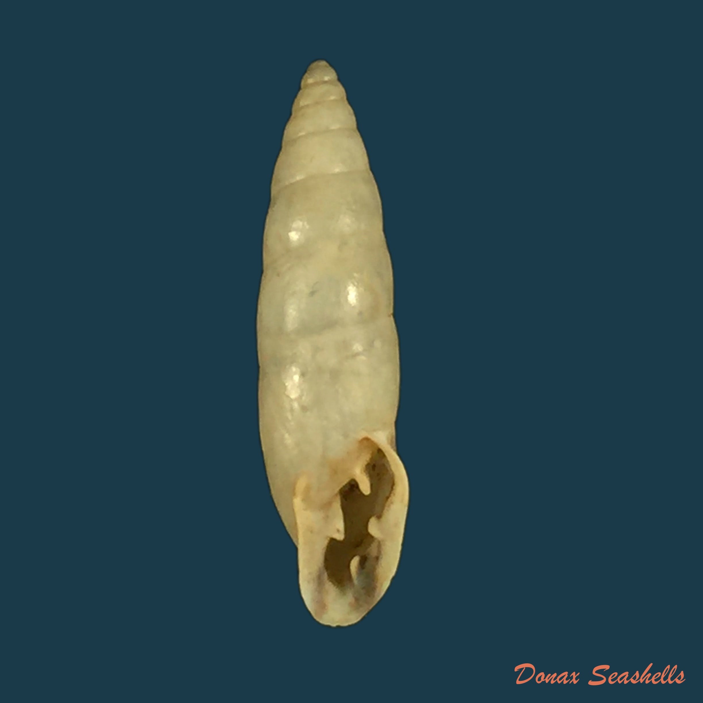 copia-de-bahiensis-ringens-dunker-1848