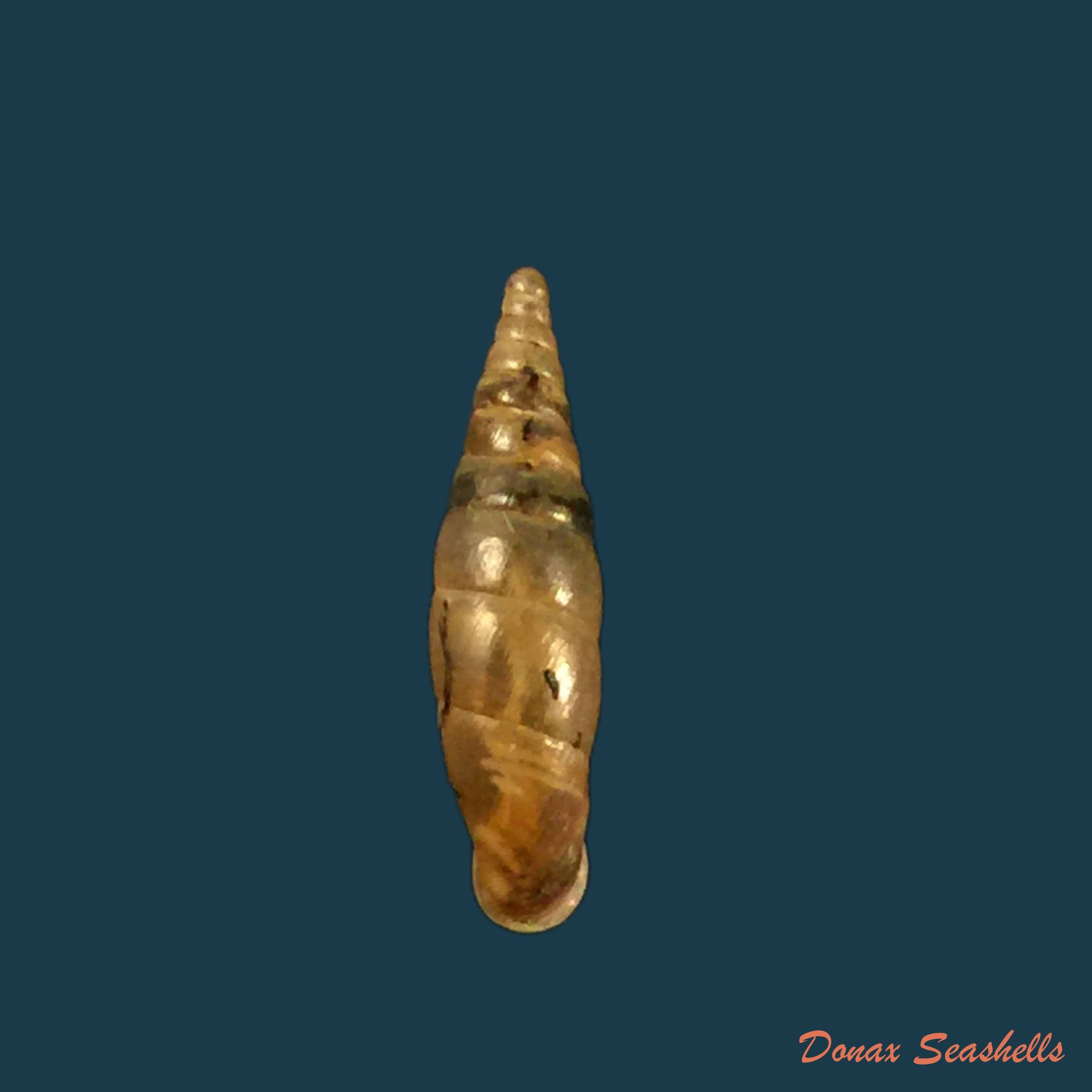 copia-de-balea-biplicata-montagu-1803-16-4mm