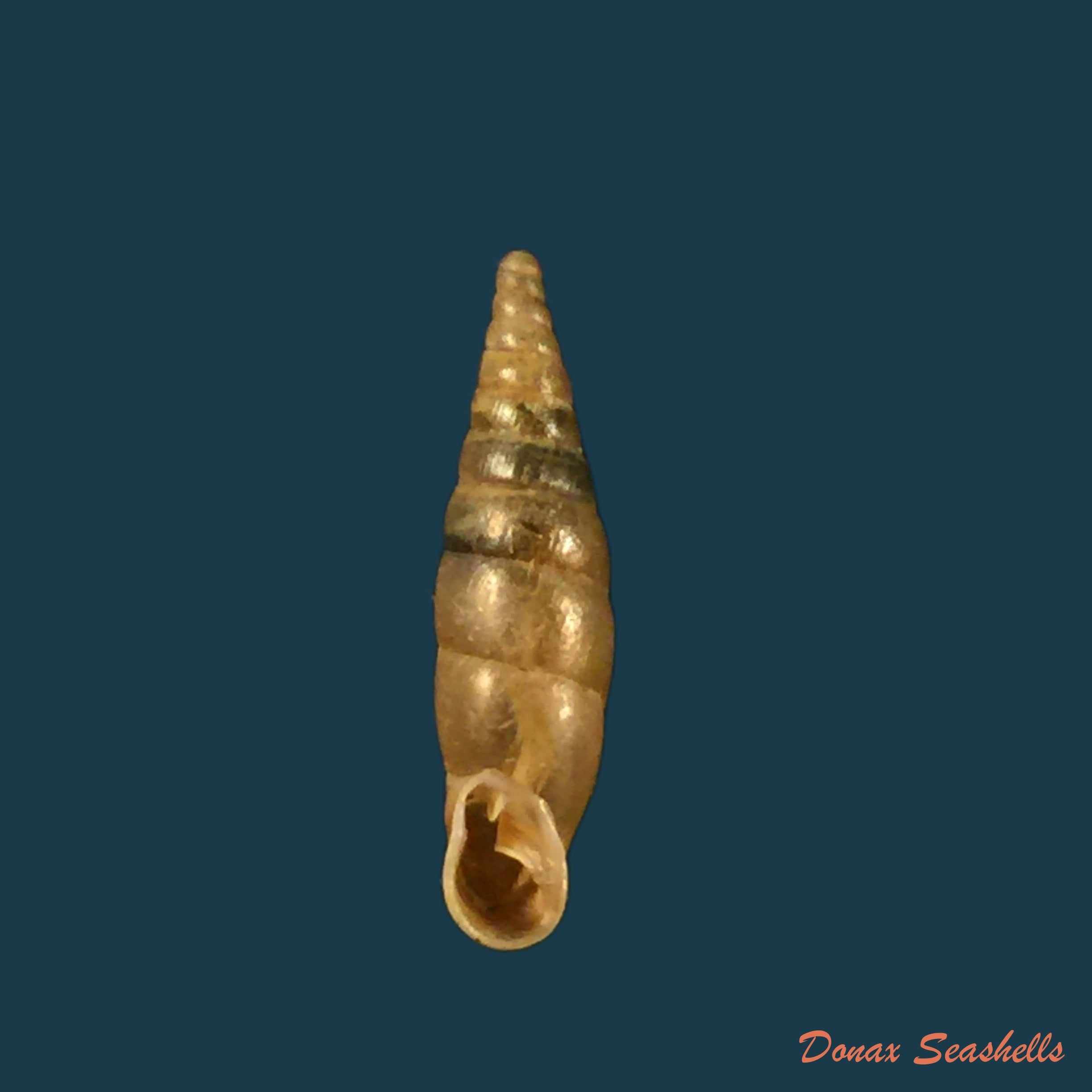 copia-de-balea-biplicata-montagu-1803-16-4mm