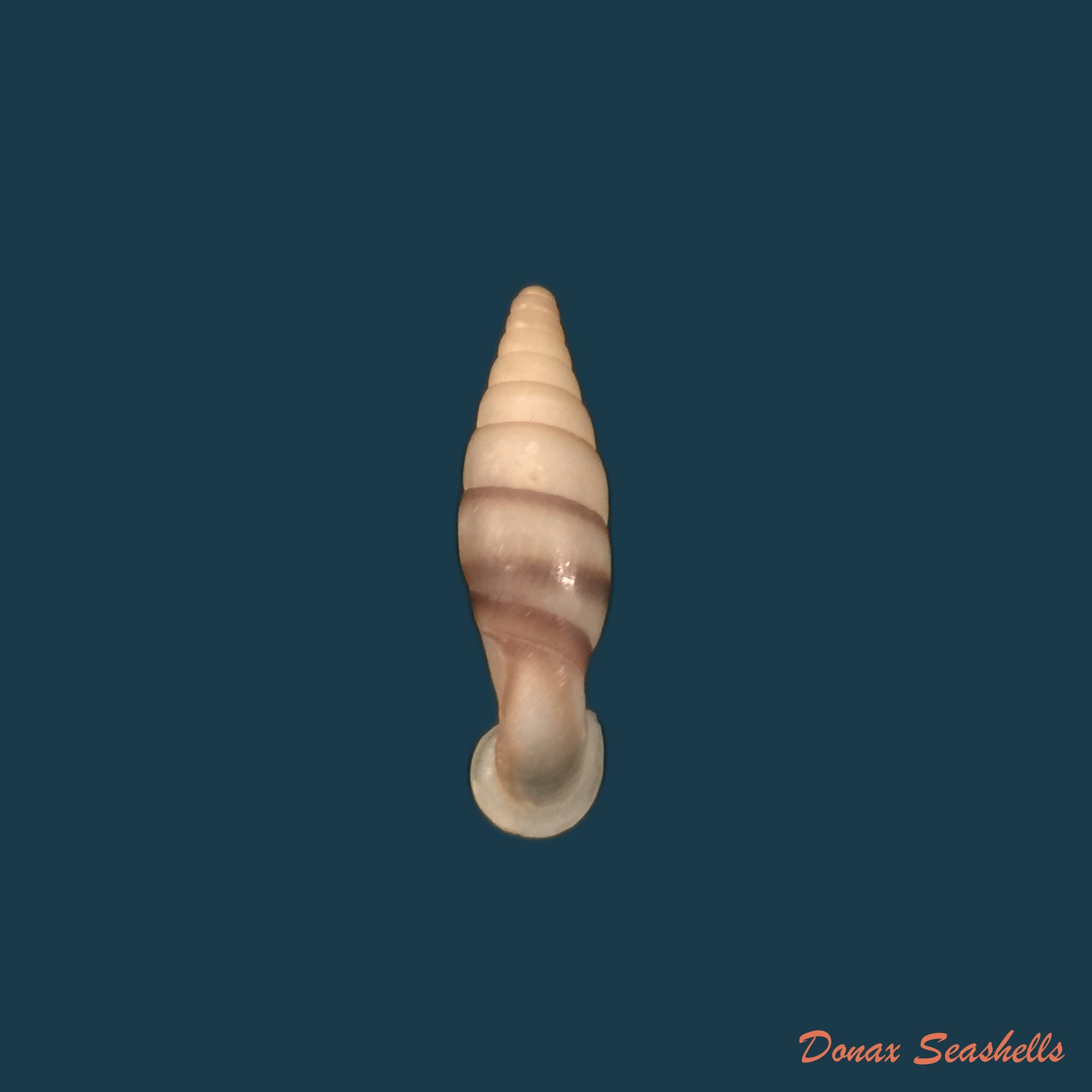 copia-de-balea-fallax-rossmassler-1836-17-4mm