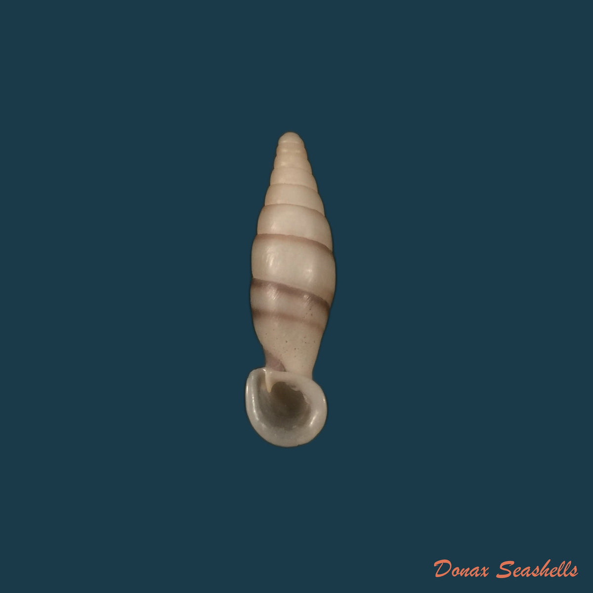 copia-de-balea-fallax-rossmassler-1836-17-4mm