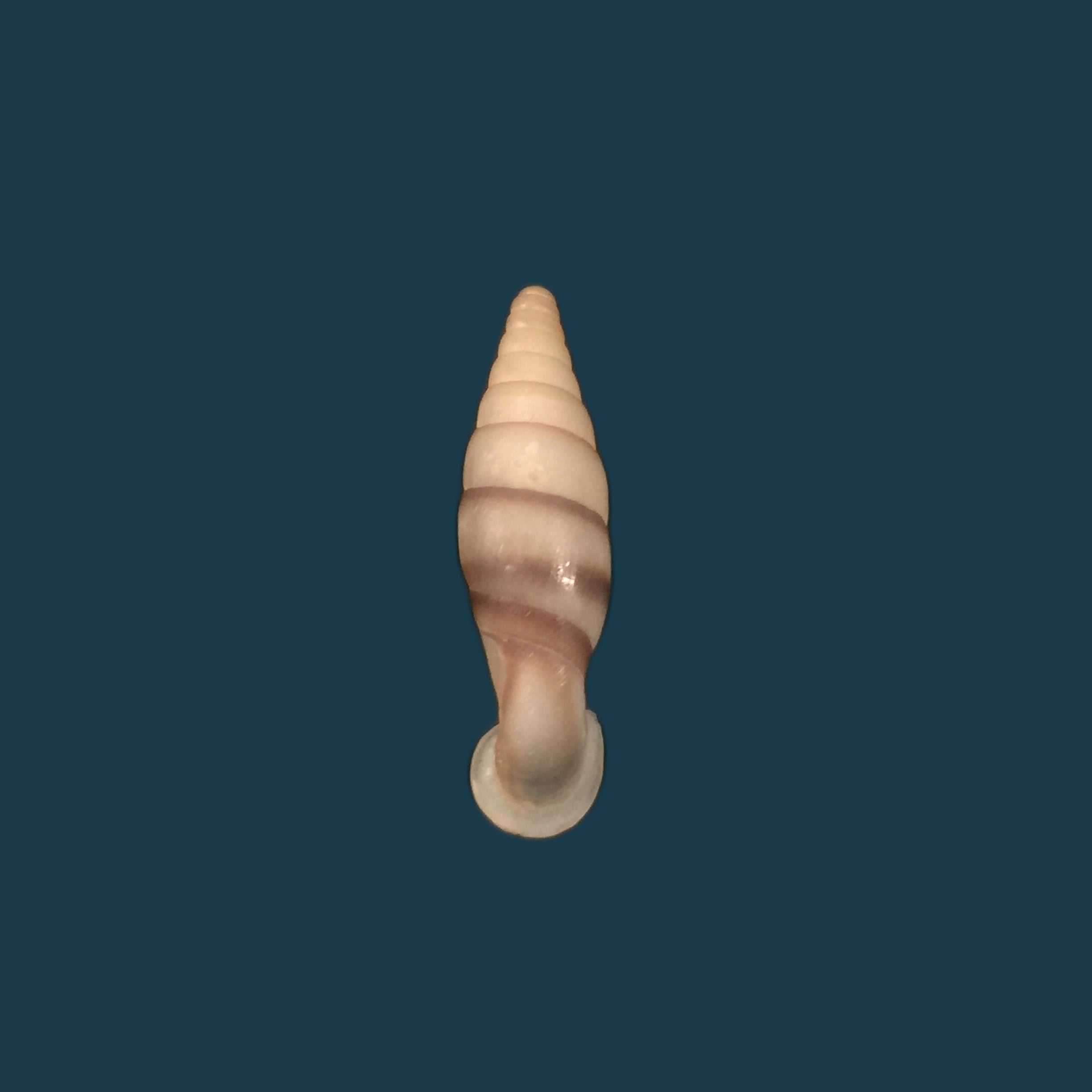 Grandinenia fuchsi cinderella (H. Nordsieck, 2002) - 30,2mm