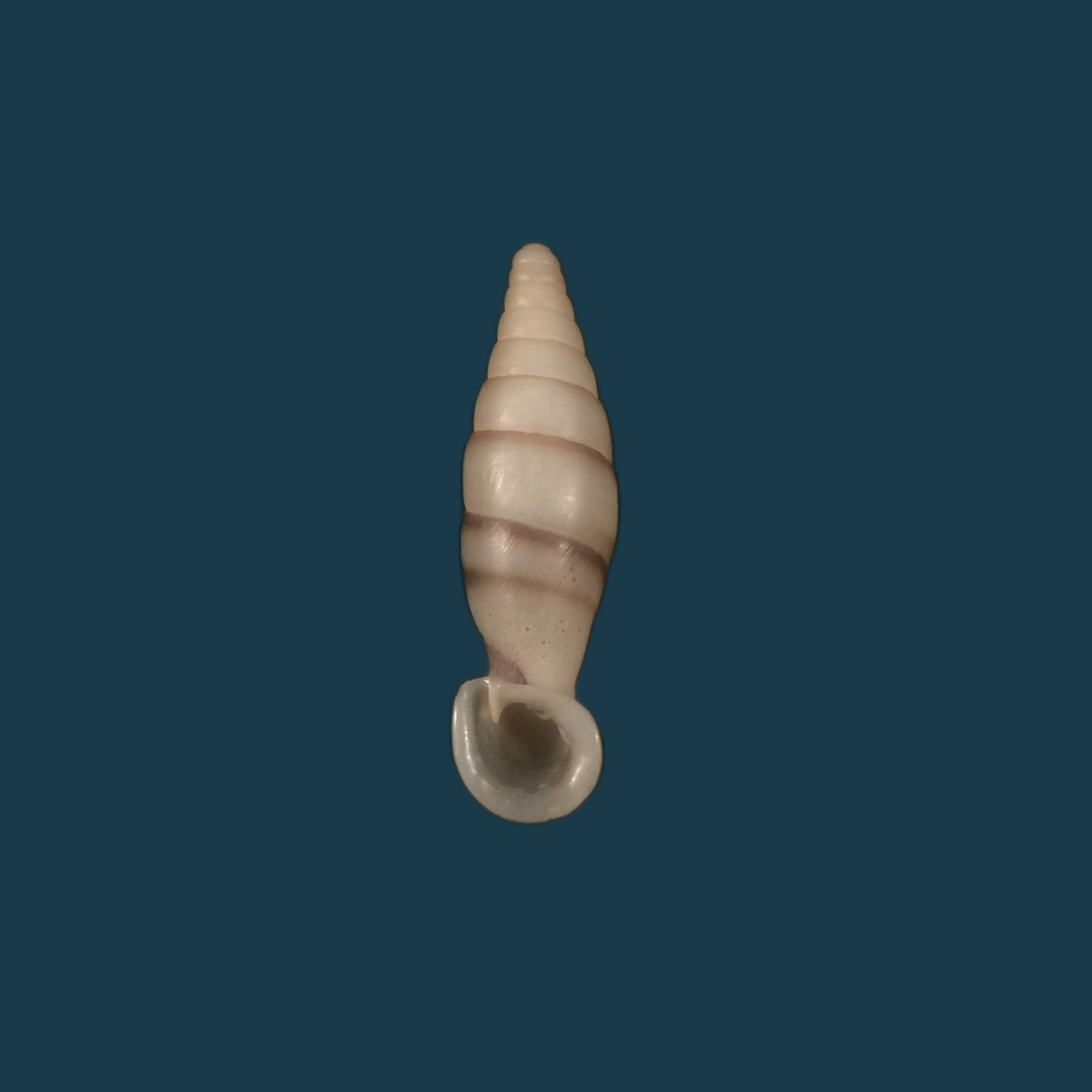 Grandinenia fuchsi cinderella (H. Nordsieck, 2002) - 30,2mm