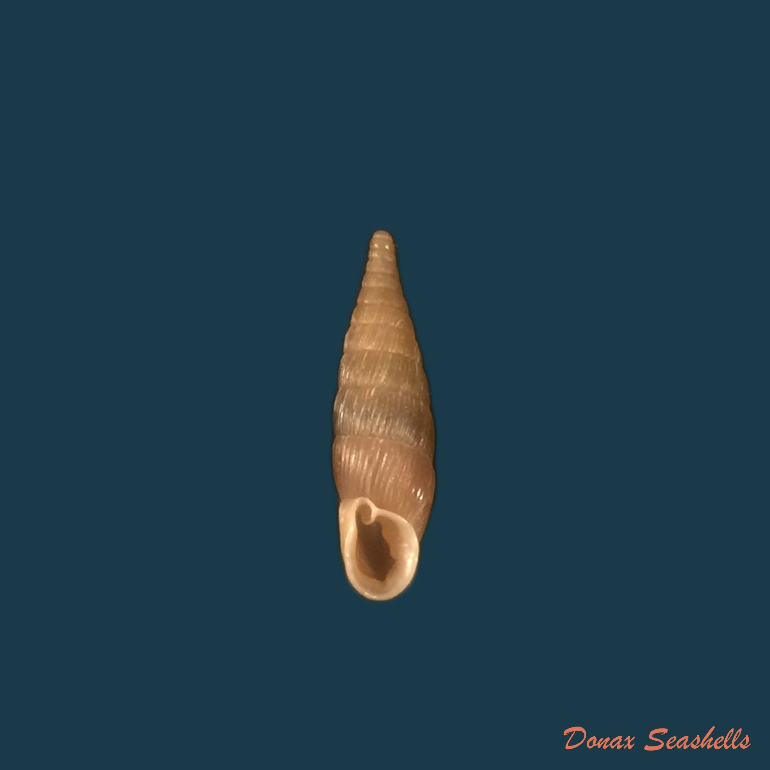 copia-de-balea-fallax-rossmassler-1836-17-8mm