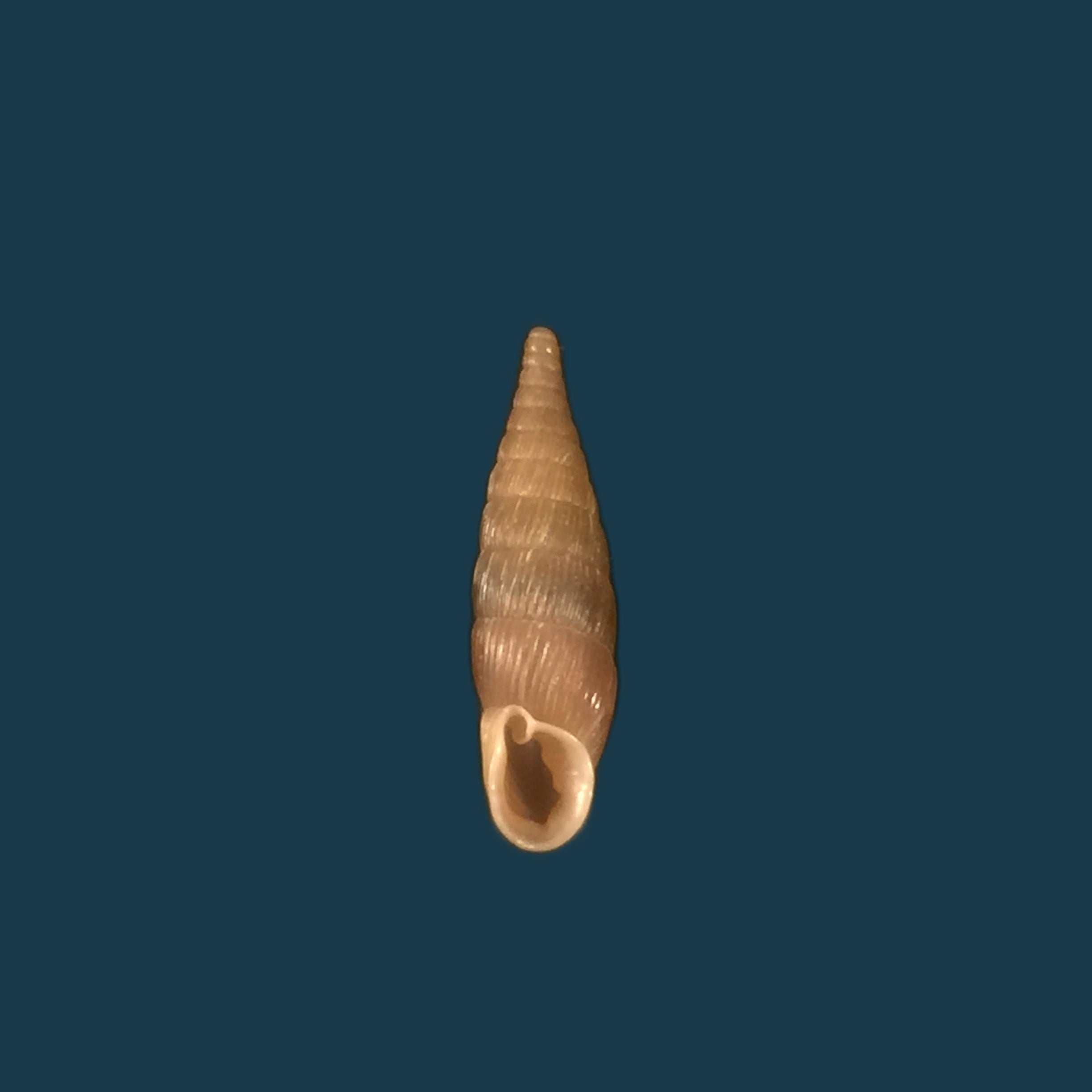 Balea fallax（Rossmässler，1836年）- 17,4毫米