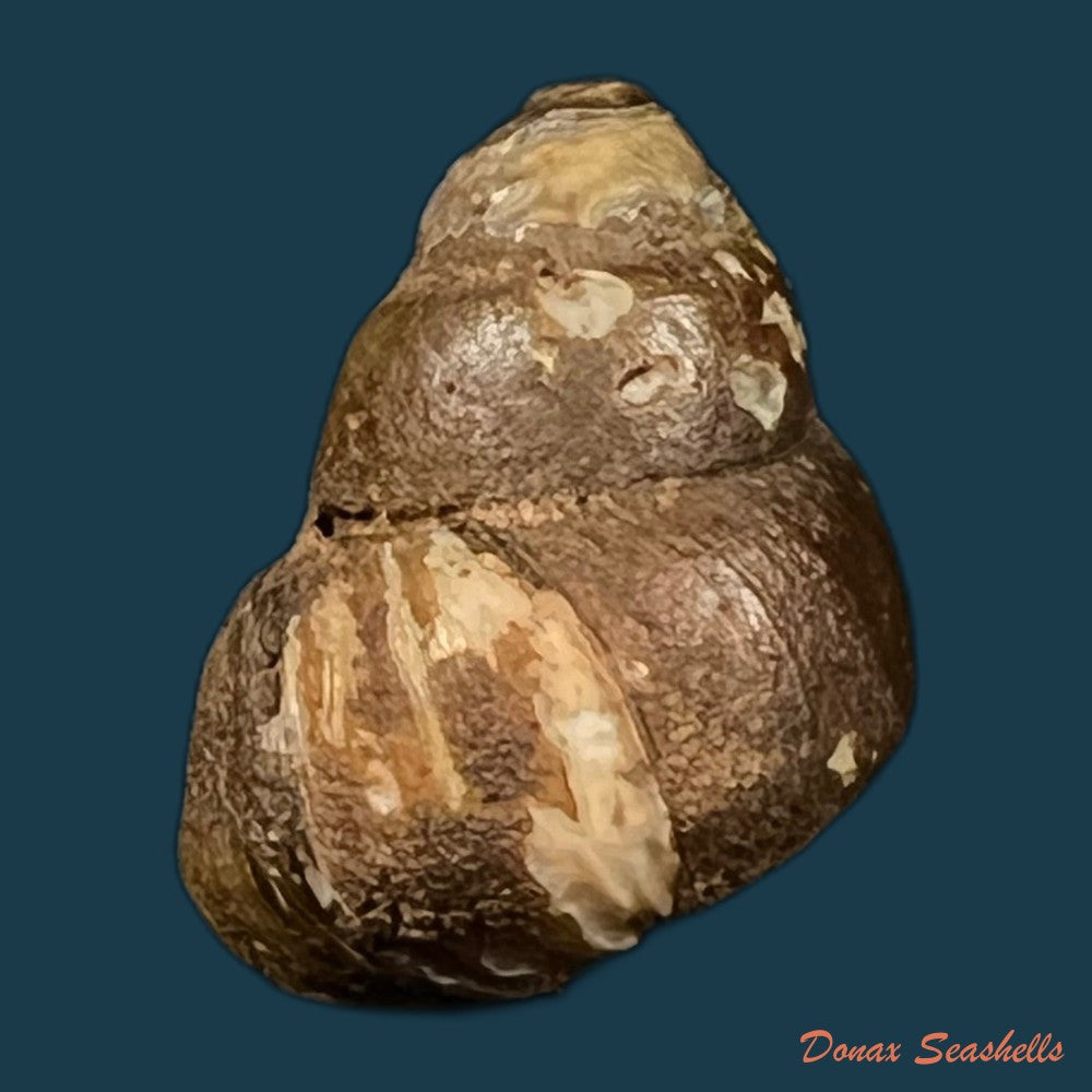 copia-de-bellamya-crawshayi-e-a-smith-1894-22-6mm