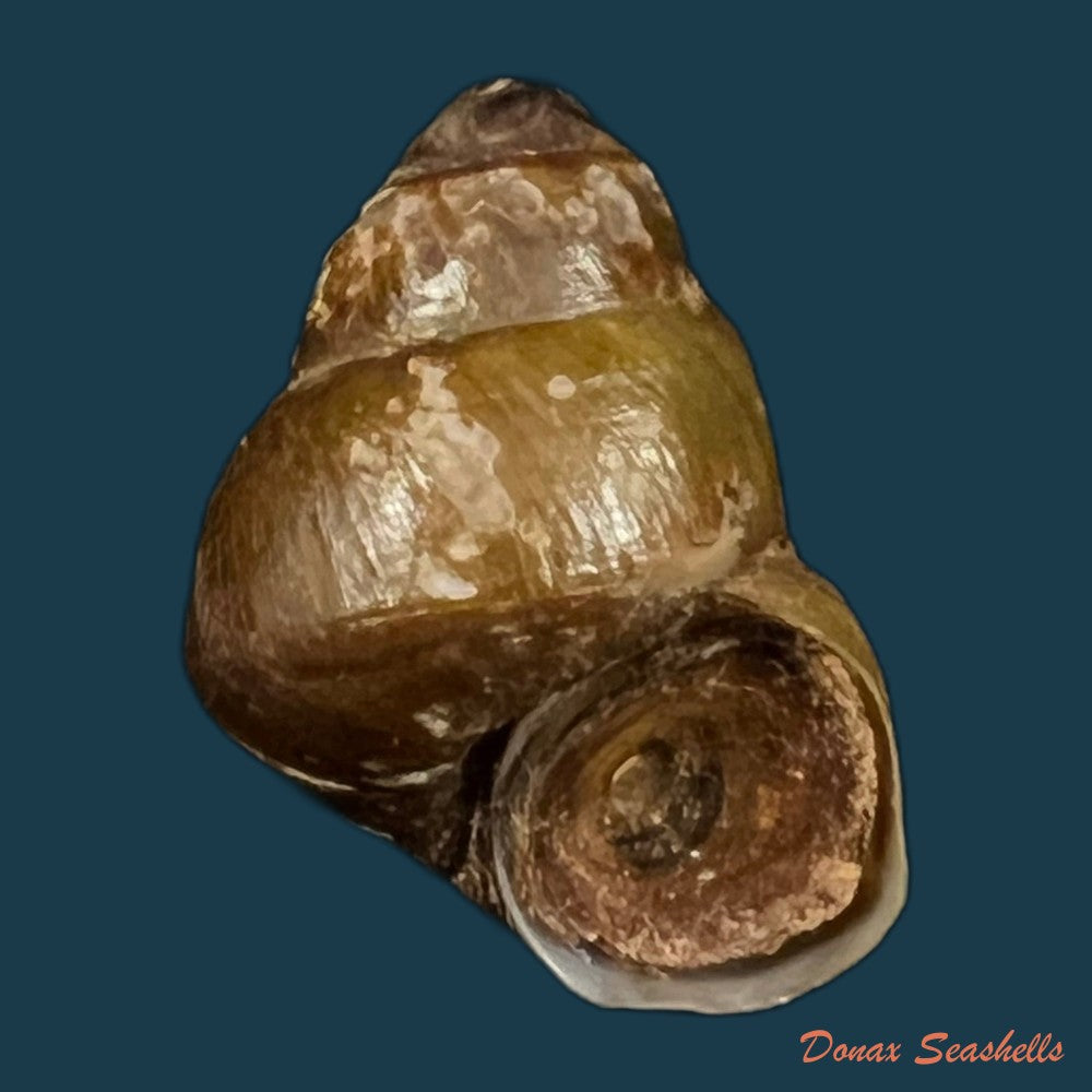 copia-de-bellamya-crawshayi-e-a-smith-1894-22-6mm