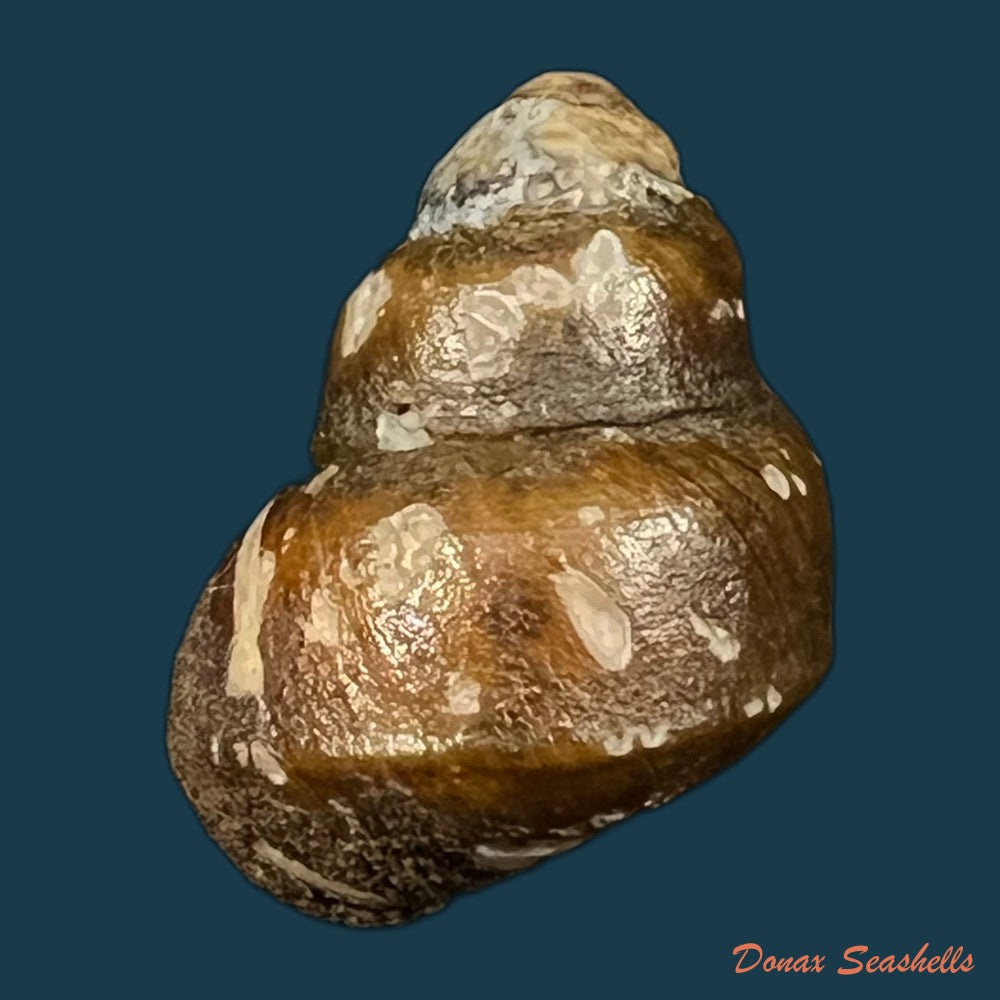 copia-de-bellamya-crawshayie-e-a-smith-1893-20-7mm
