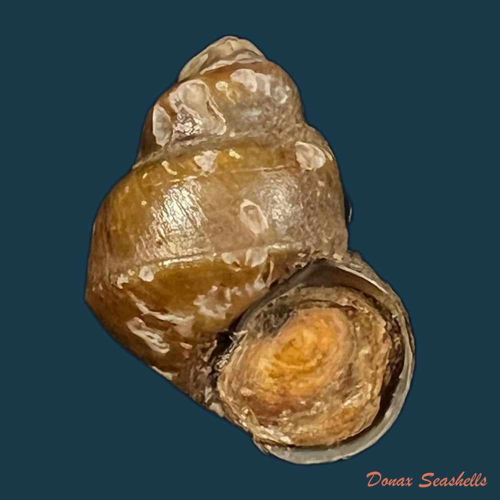 copia-de-bellamya-crawshayie-e-a-smith-1893-20-7mm