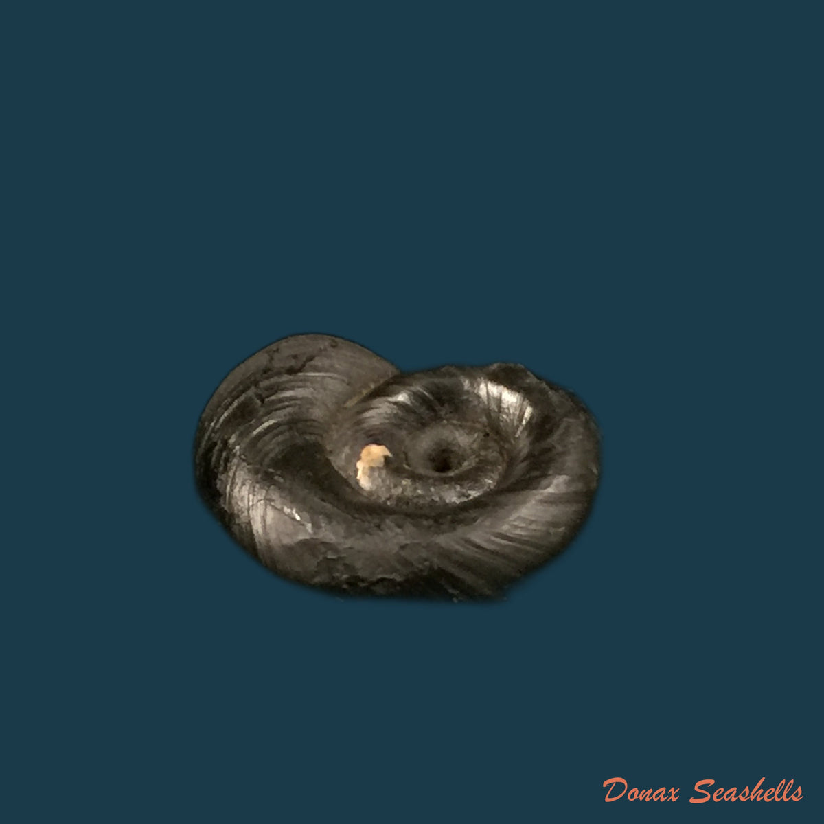 copia-de-biomphalaria-andecola-dorbigny-1835-17-8mm