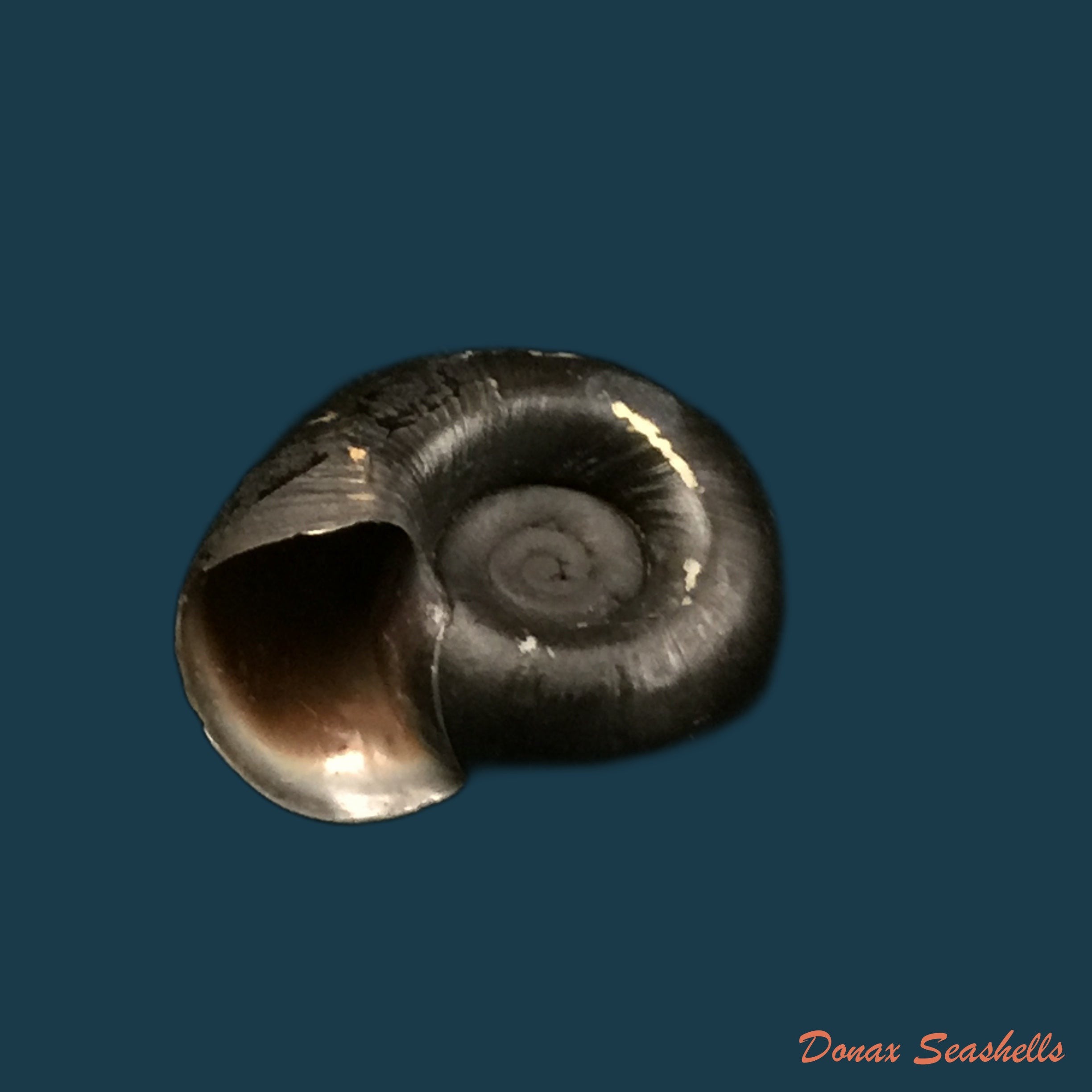 copia-de-biomphalaria-andecola-dorbigny-1835-17-8mm
