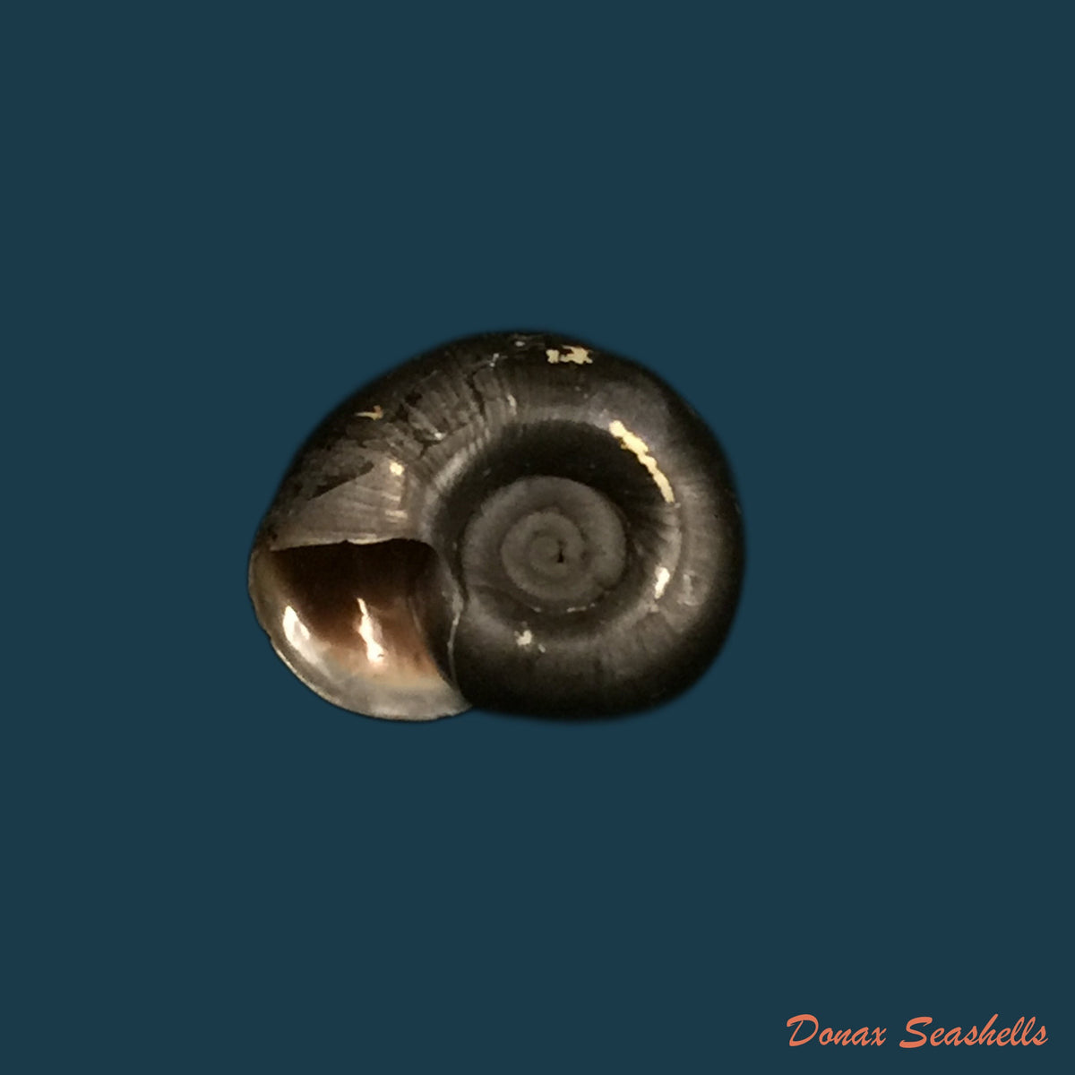 copia-de-biomphalaria-andecola-dorbigny-1835-17-8mm