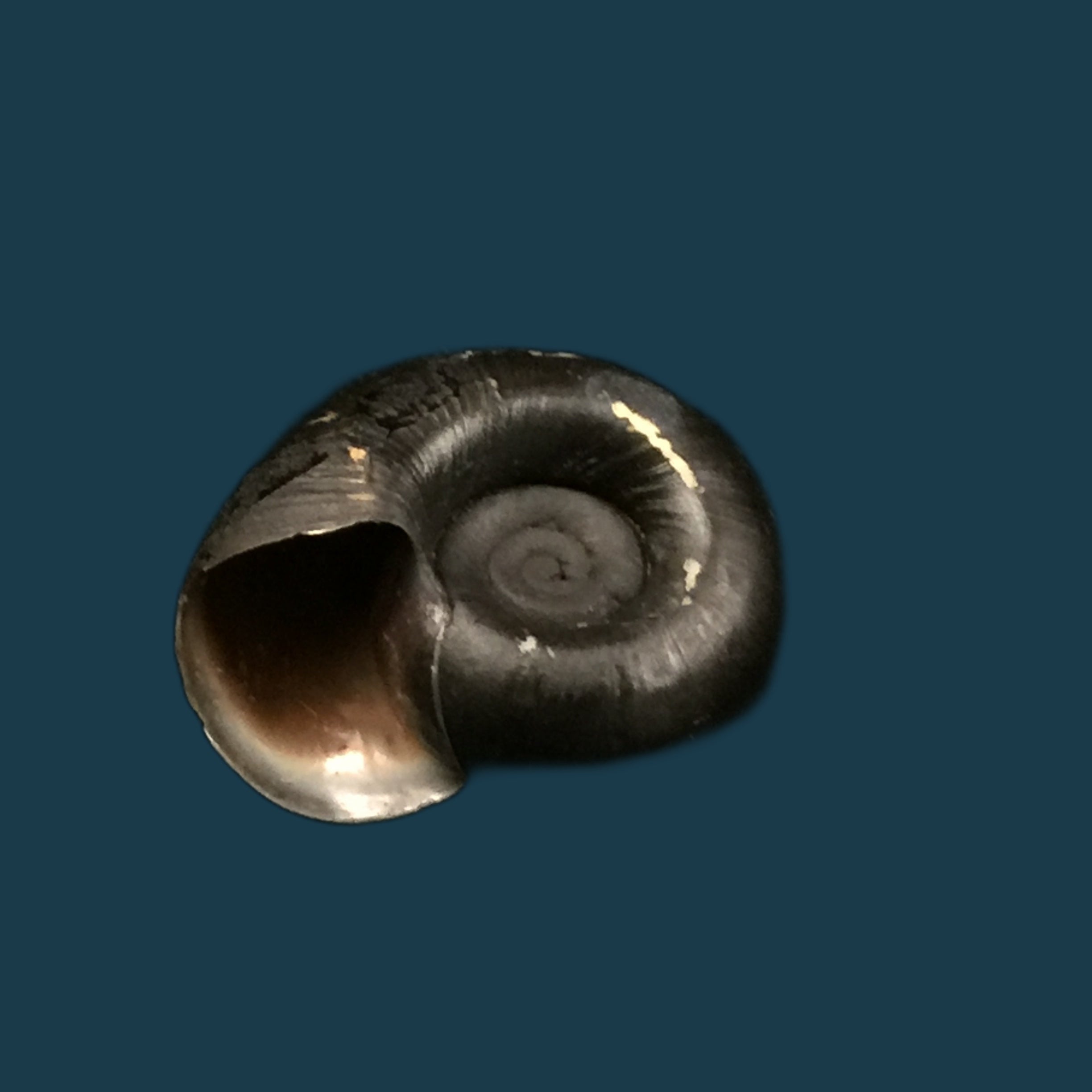 Biomphalaria andecola (d'Orbigny, 1835) - 20,2mm