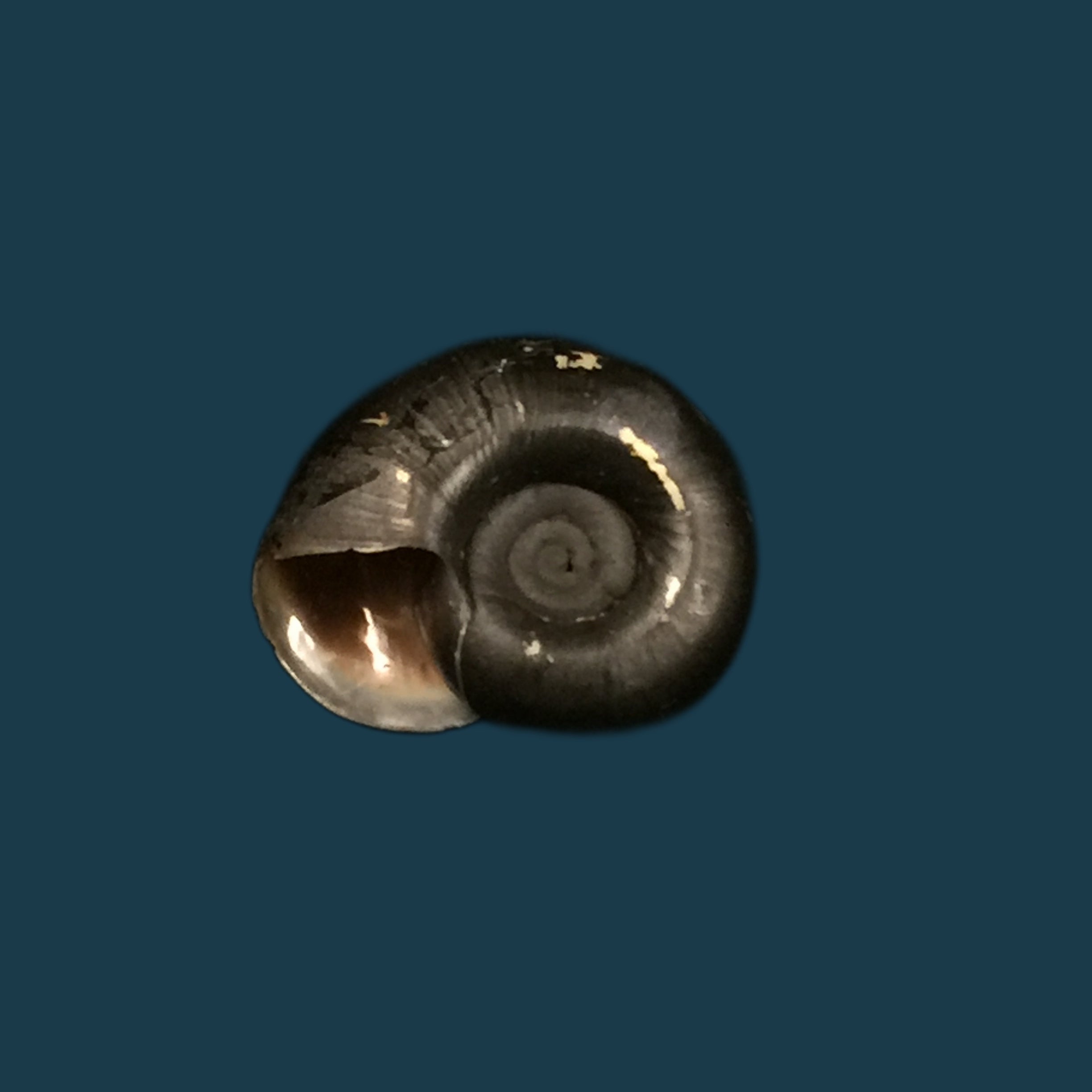 Biomphalaria andecola (d'Orbigny, 1835) - 20,2mm
