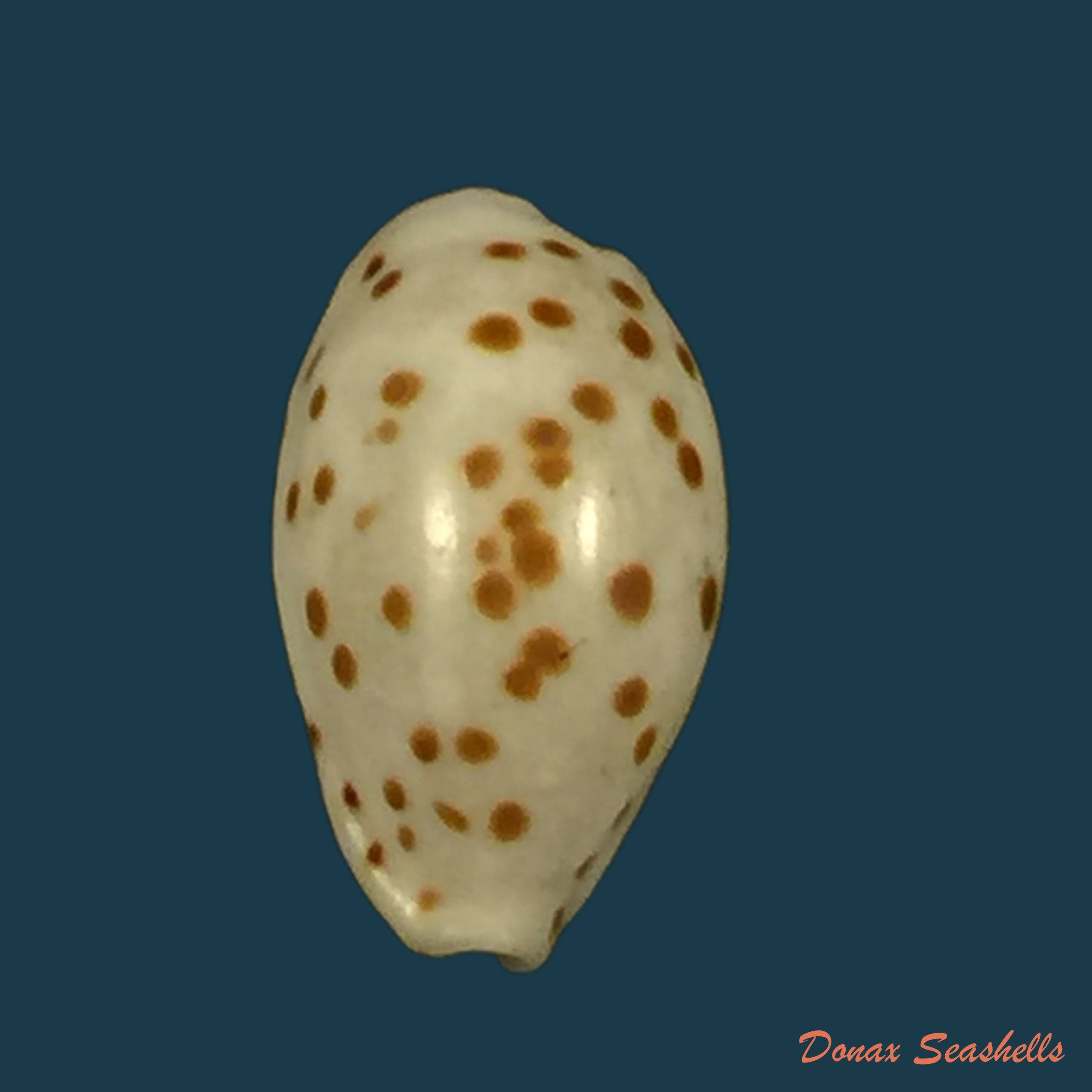 copia-de-bistolida-kieneri-hidalgo-1906-10-6mm