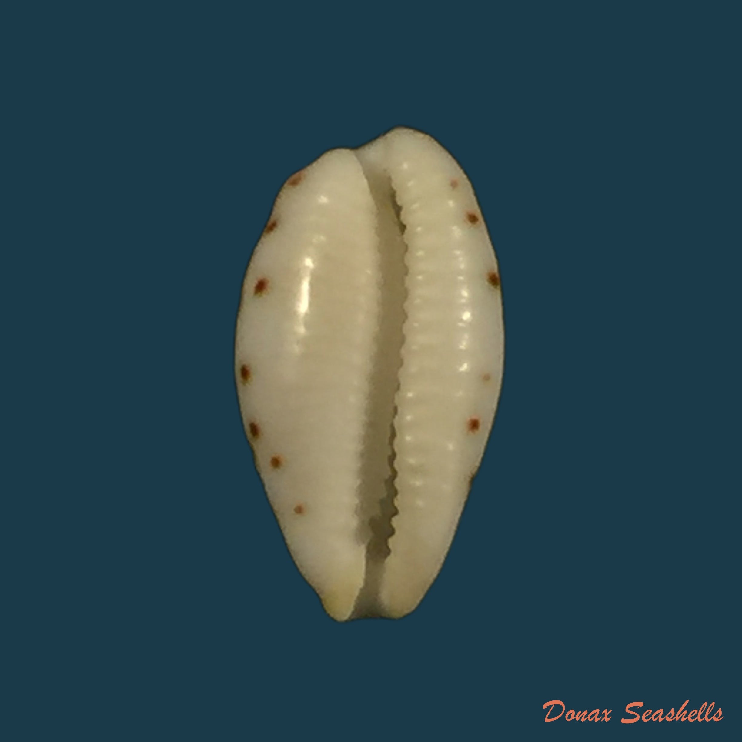 copia-de-bistolida-kieneri-hidalgo-1906-10-6mm