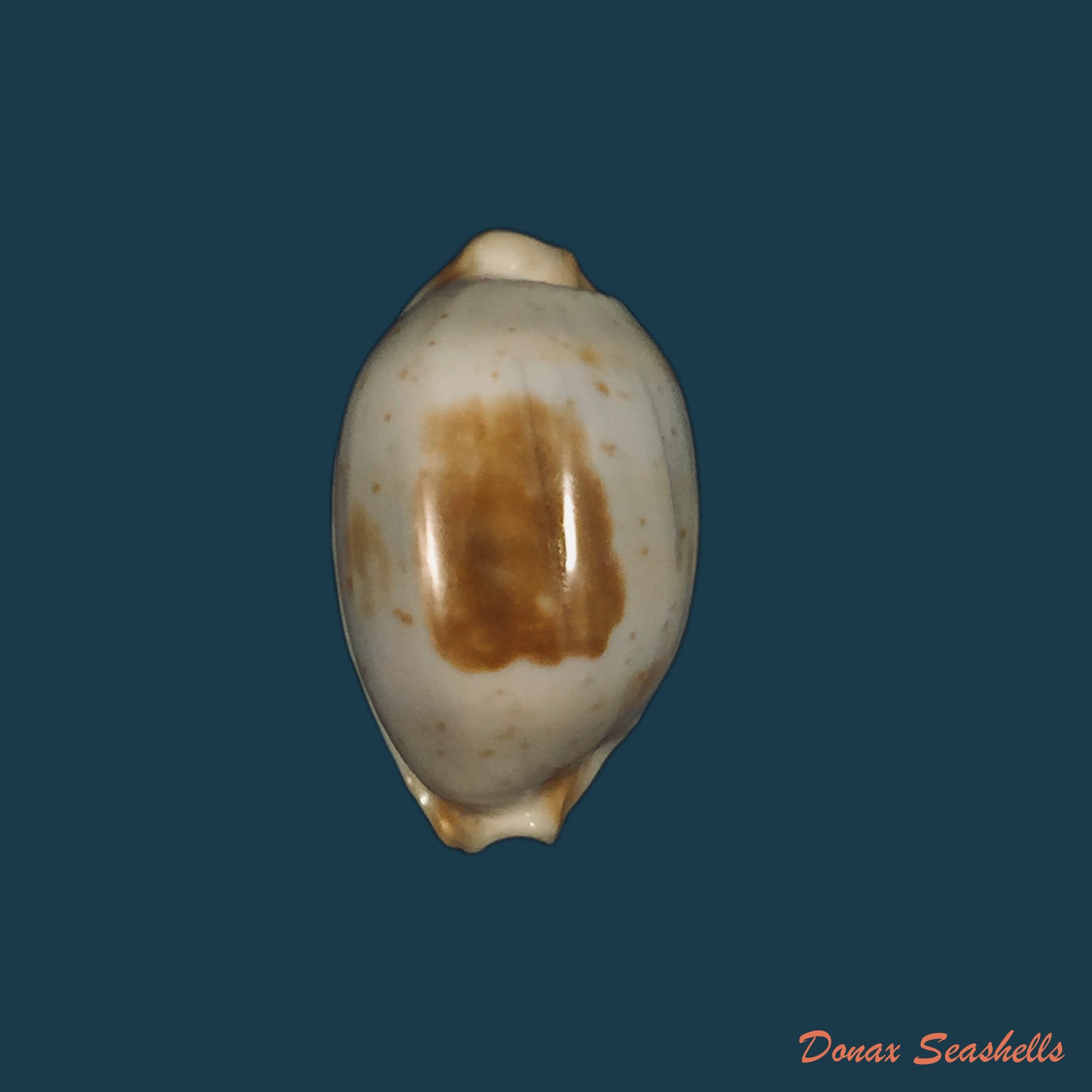 copia-de-bistolida-stolida-aureliae-t-cossignani-2017-25-1mm