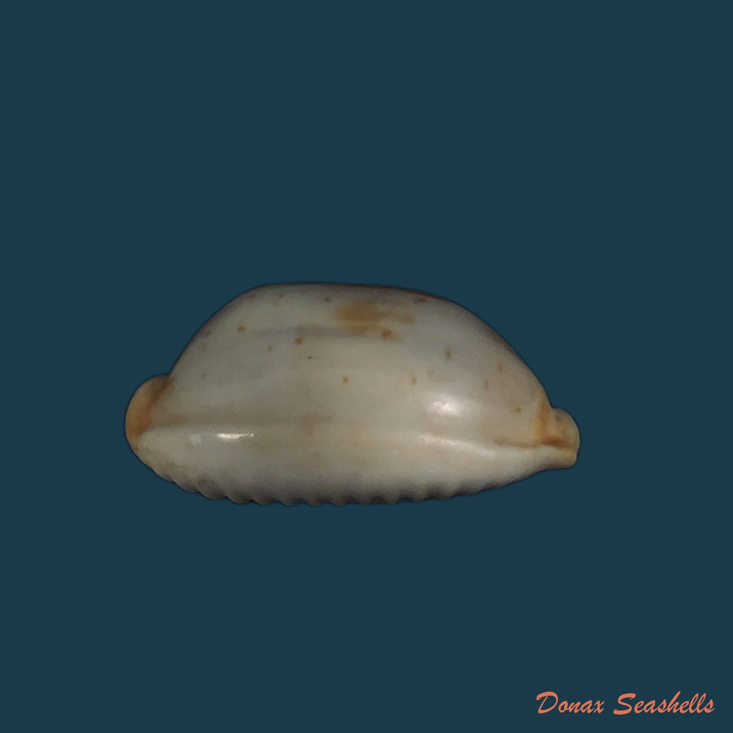 copia-de-bistolida-stolida-aureliae-t-cossignani-2017-25-1mm
