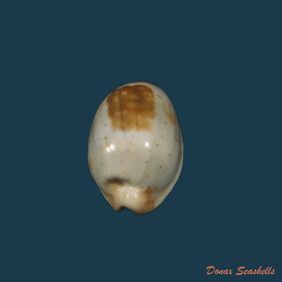 copia-de-bistolida-stolida-aureliae-t-cossignani-2017-25-1mm