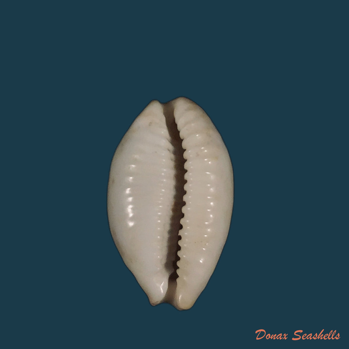 copia-de-bistolida-stolida-aureliae-t-cossignani-2017-25-1mm