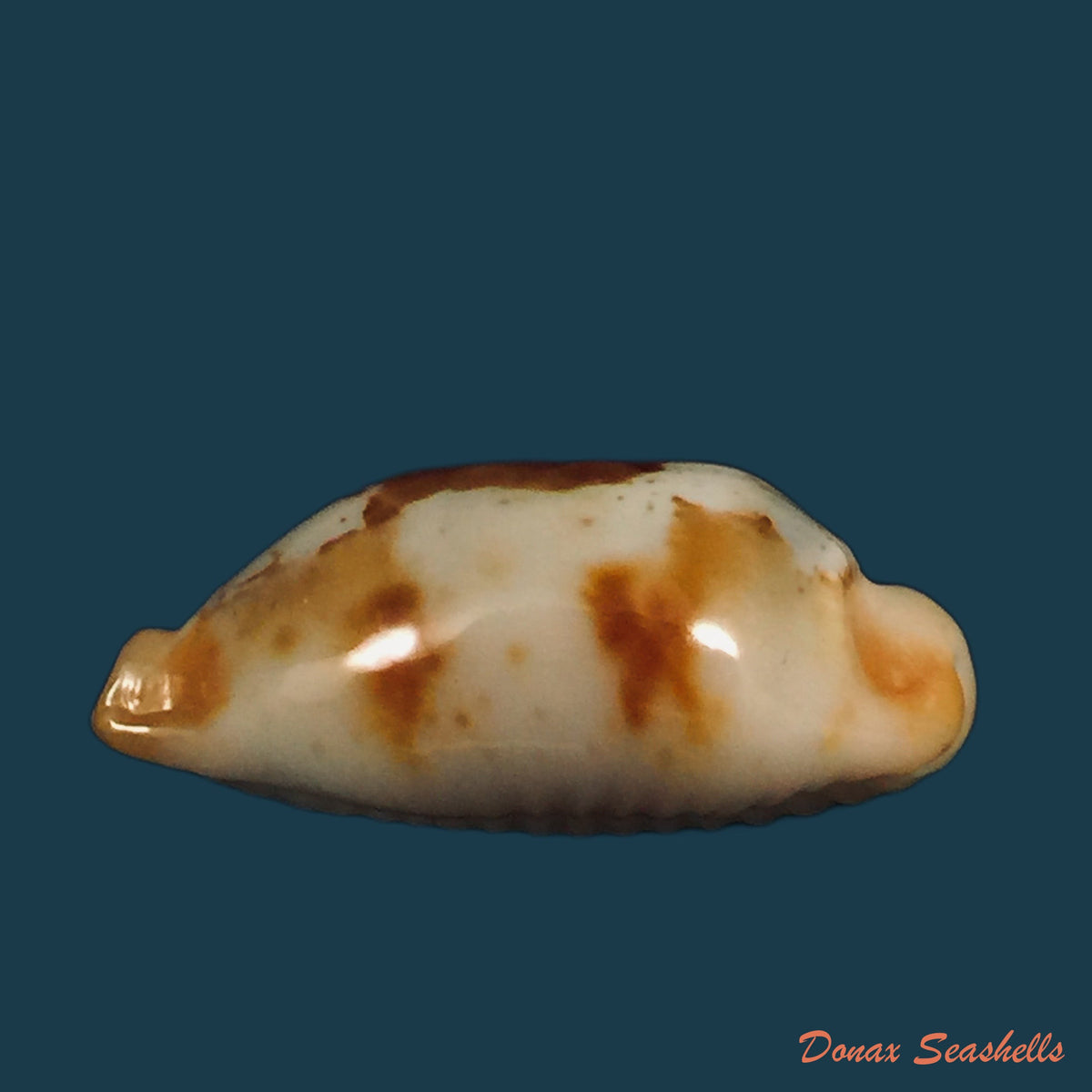 copia-de-bistolida-stolida-lorrainae-lorenz-2017-23-4mm