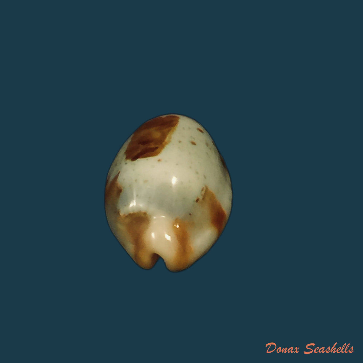 copia-de-bistolida-stolida-lorrainae-lorenz-2017-23-4mm
