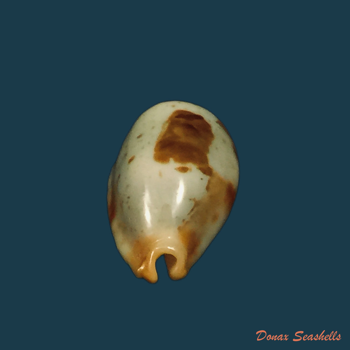 copia-de-bistolida-stolida-lorrainae-lorenz-2017-23-4mm