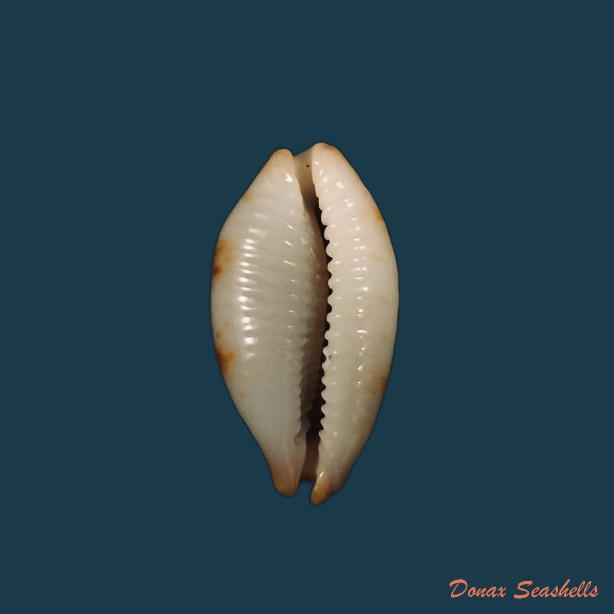 copia-de-bistolida-stolida-lorrainae-lorenz-2017-23-4mm