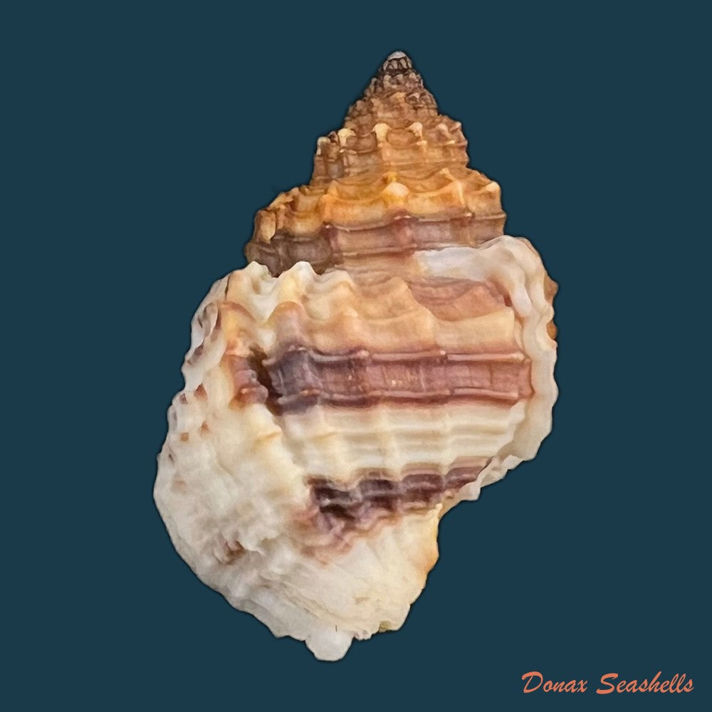 copia-de-bivetiella-cancellata-linnaeus-1767-37-7mm