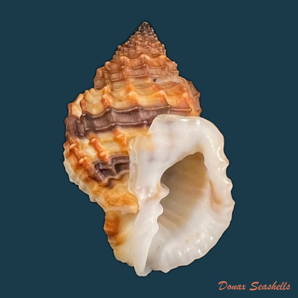 copia-de-bivetiella-cancellata-linnaeus-1767-37-7mm