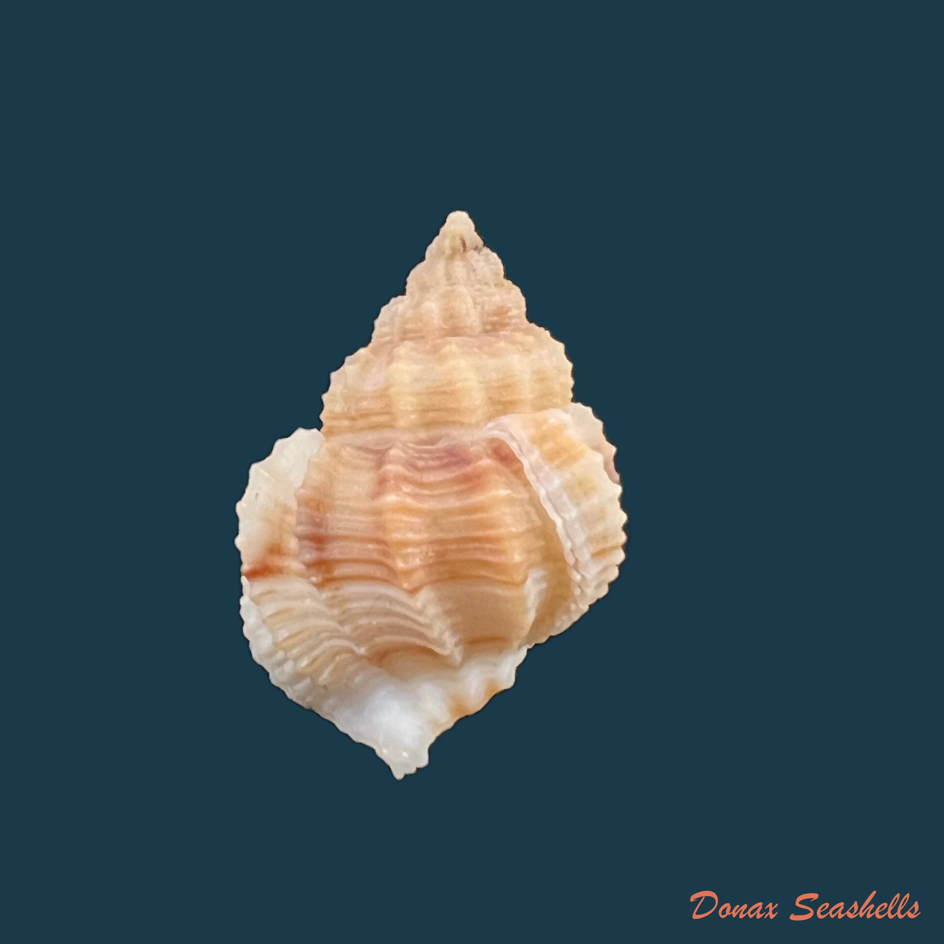 copia-de-bivetiella-similis-gb-sowerby-i-1833-24-8mm