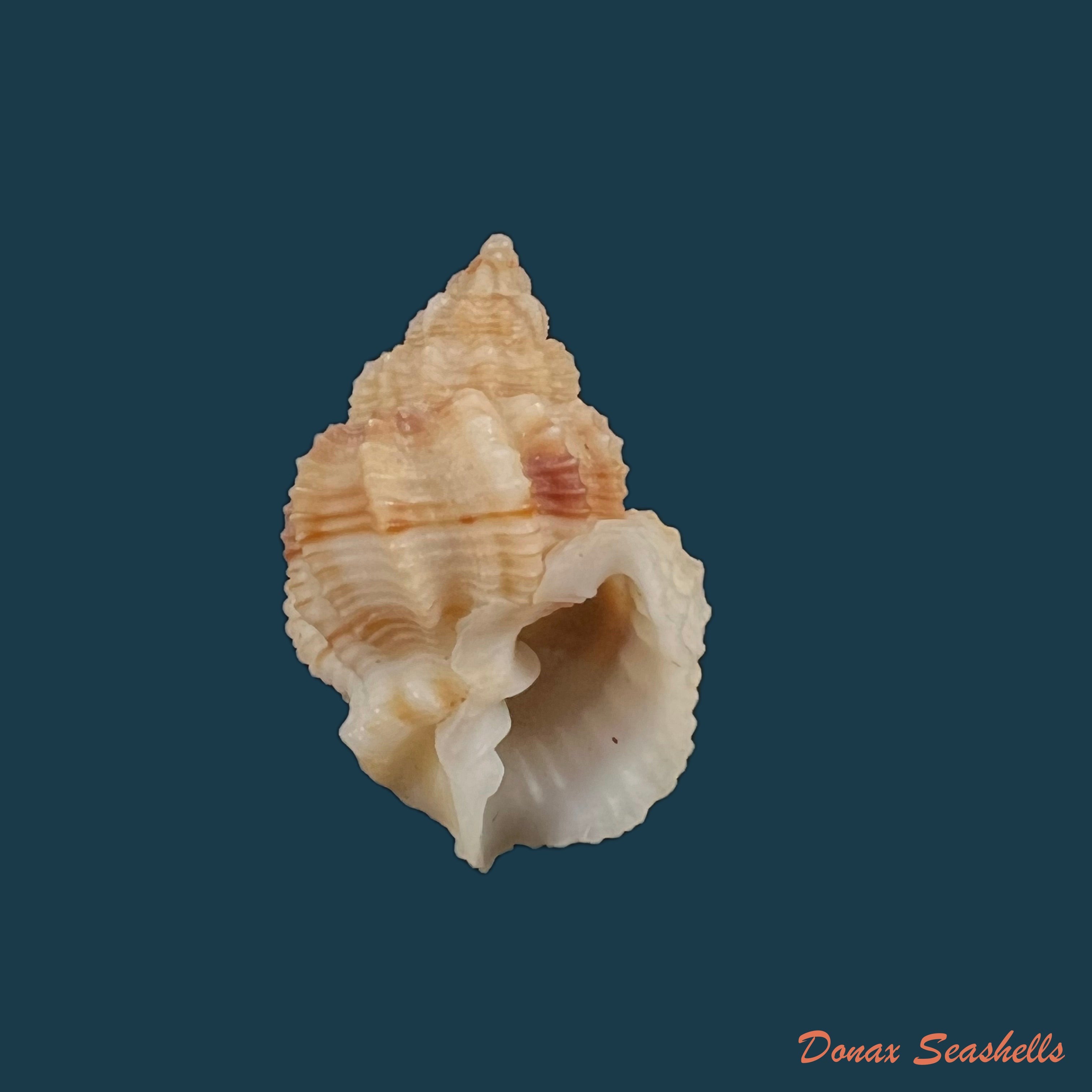 copia-de-bivetiella-similis-gb-sowerby-i-1833-24-8mm