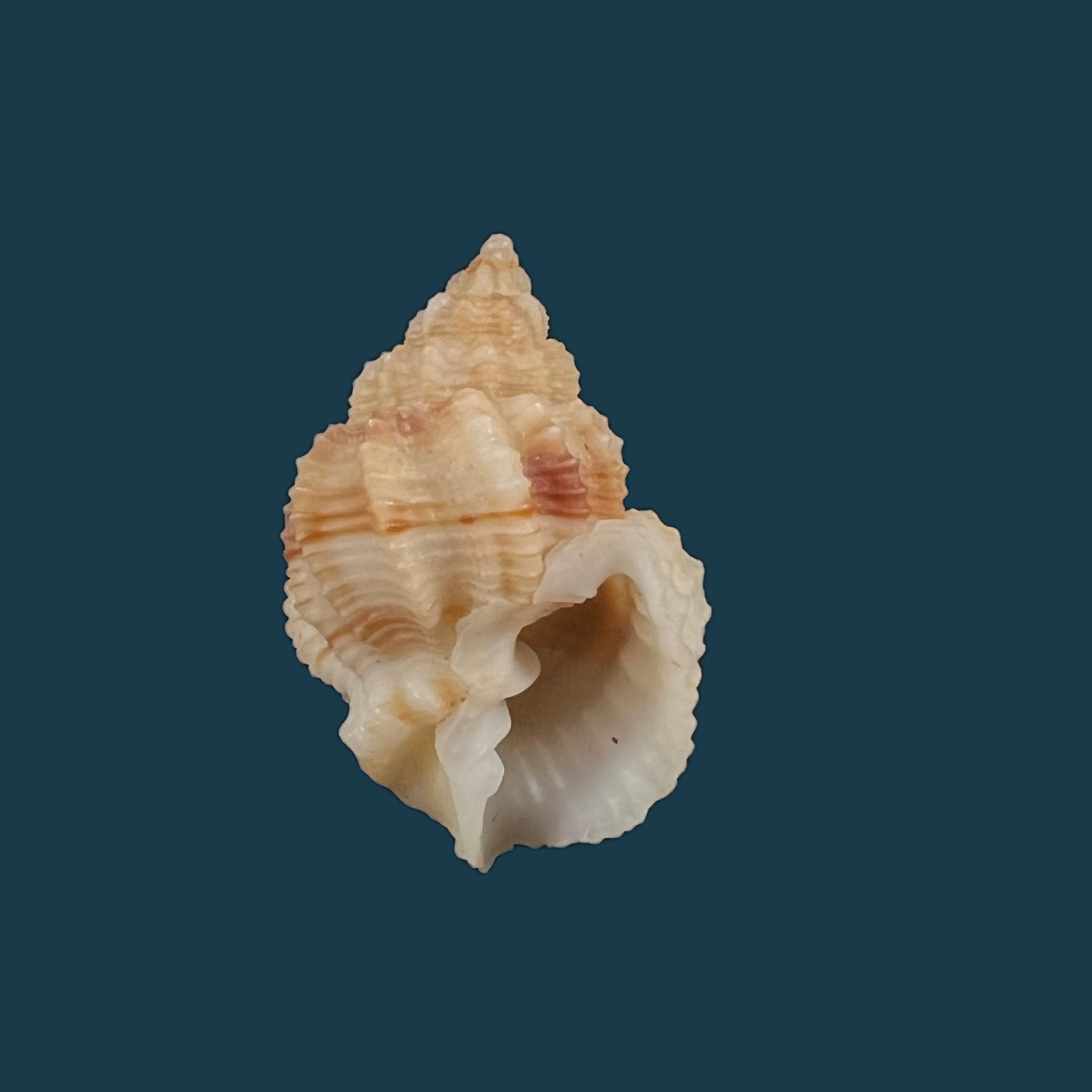 Bivetiella similis ( GB Sowerby I, 1833) - 26,1mm