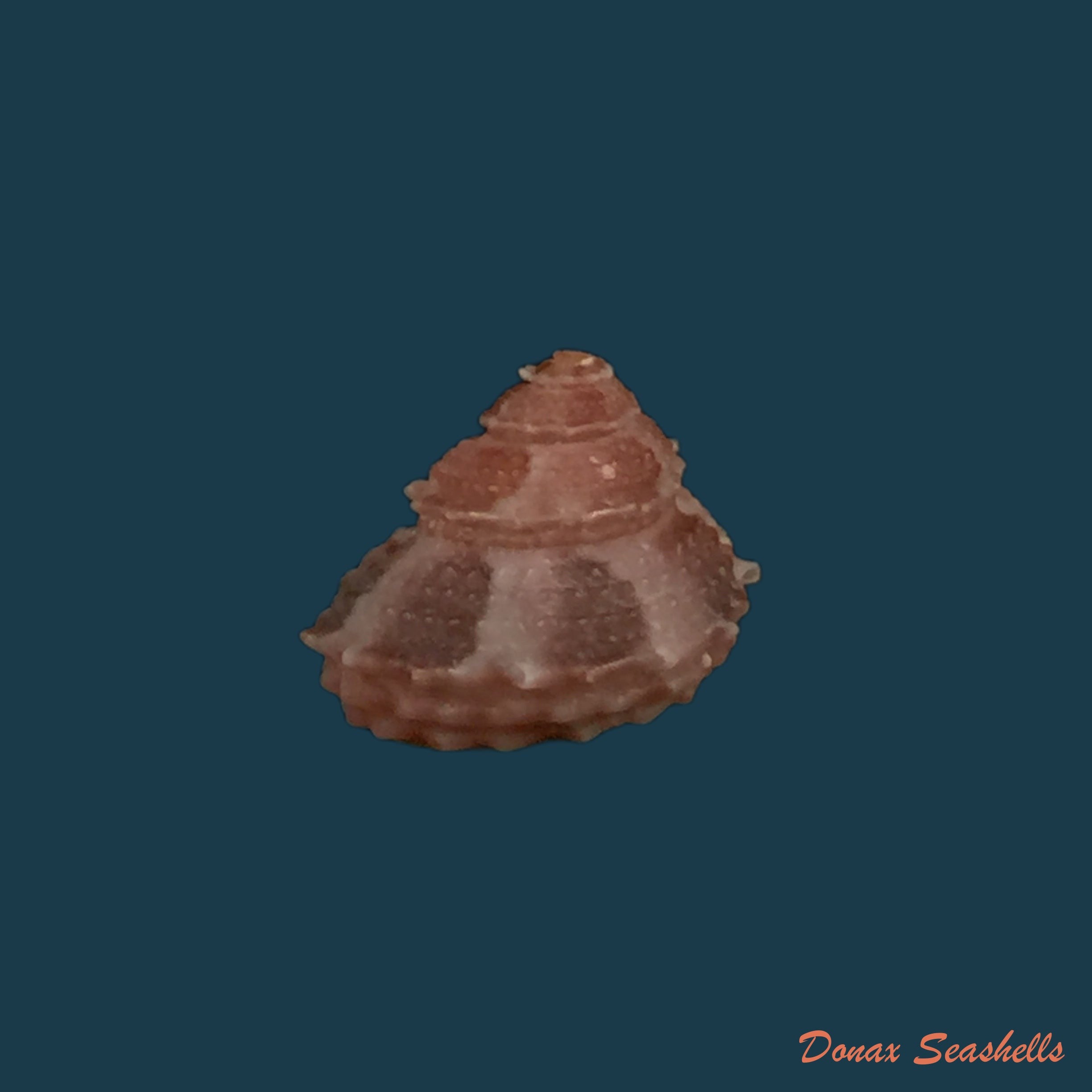 copia-de-bolma-microconcha-kosuge-1985-11-9mm