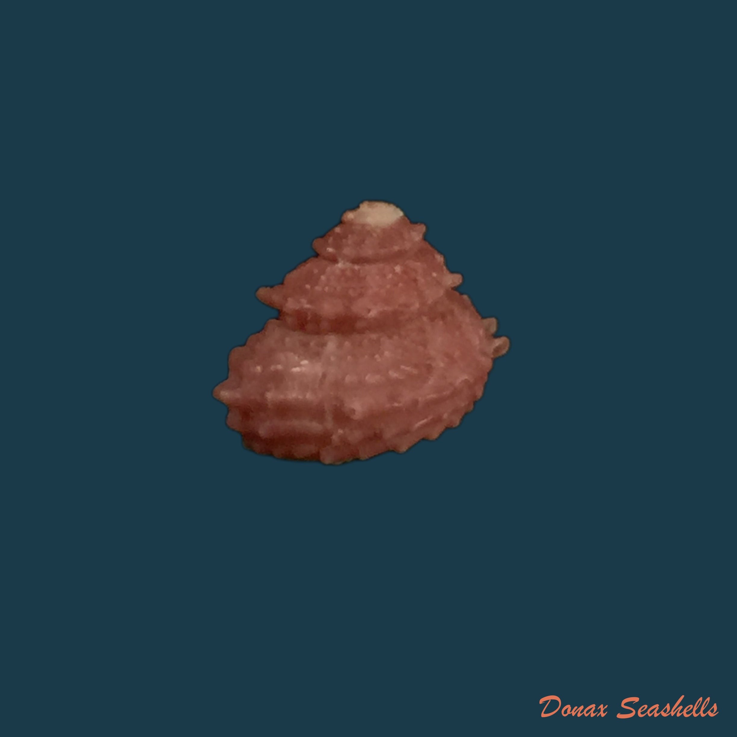 copia-de-bolma-microconcha-kosuge-1985-11mm