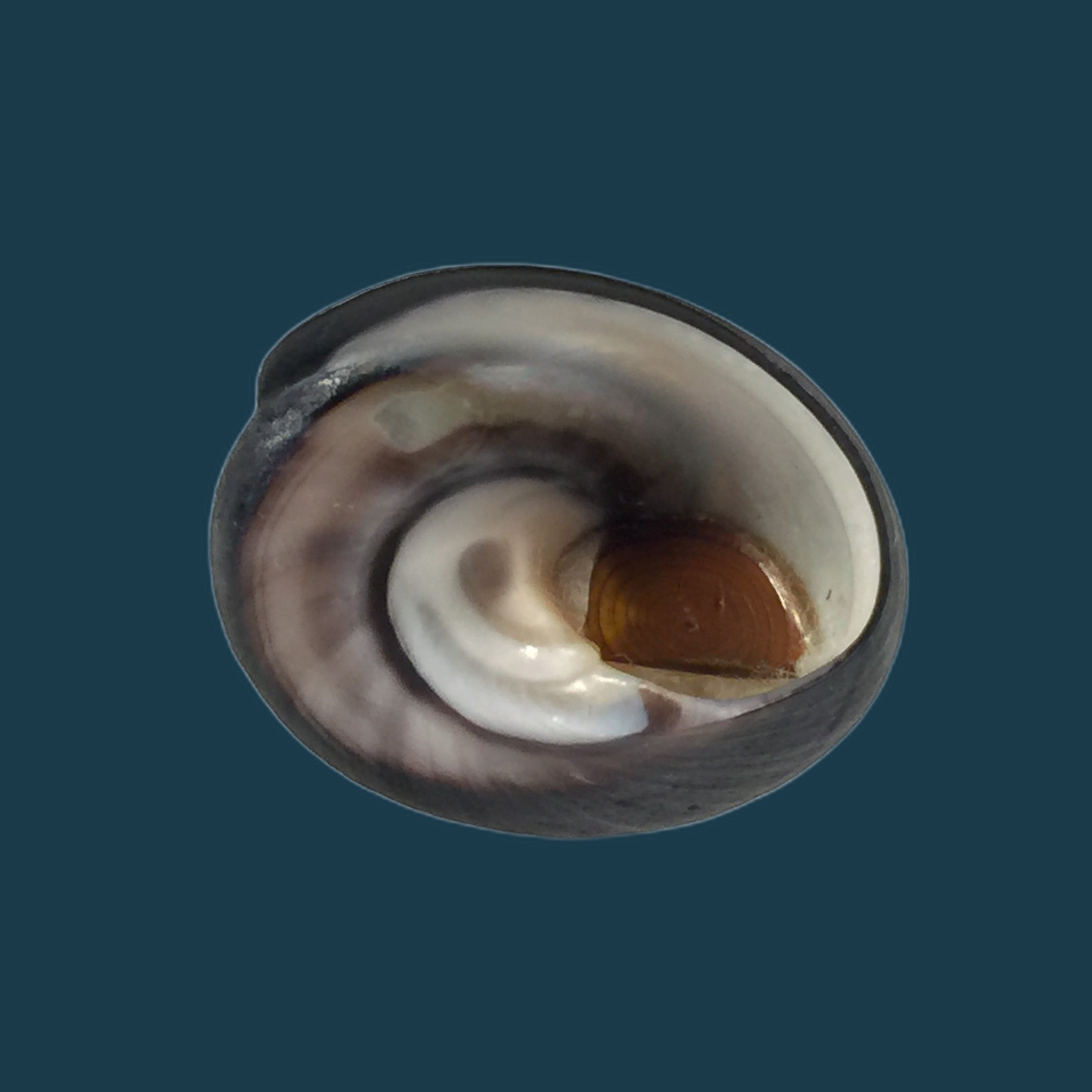 Prisogaster niger (W. Wood, 1828) - 28,3mm