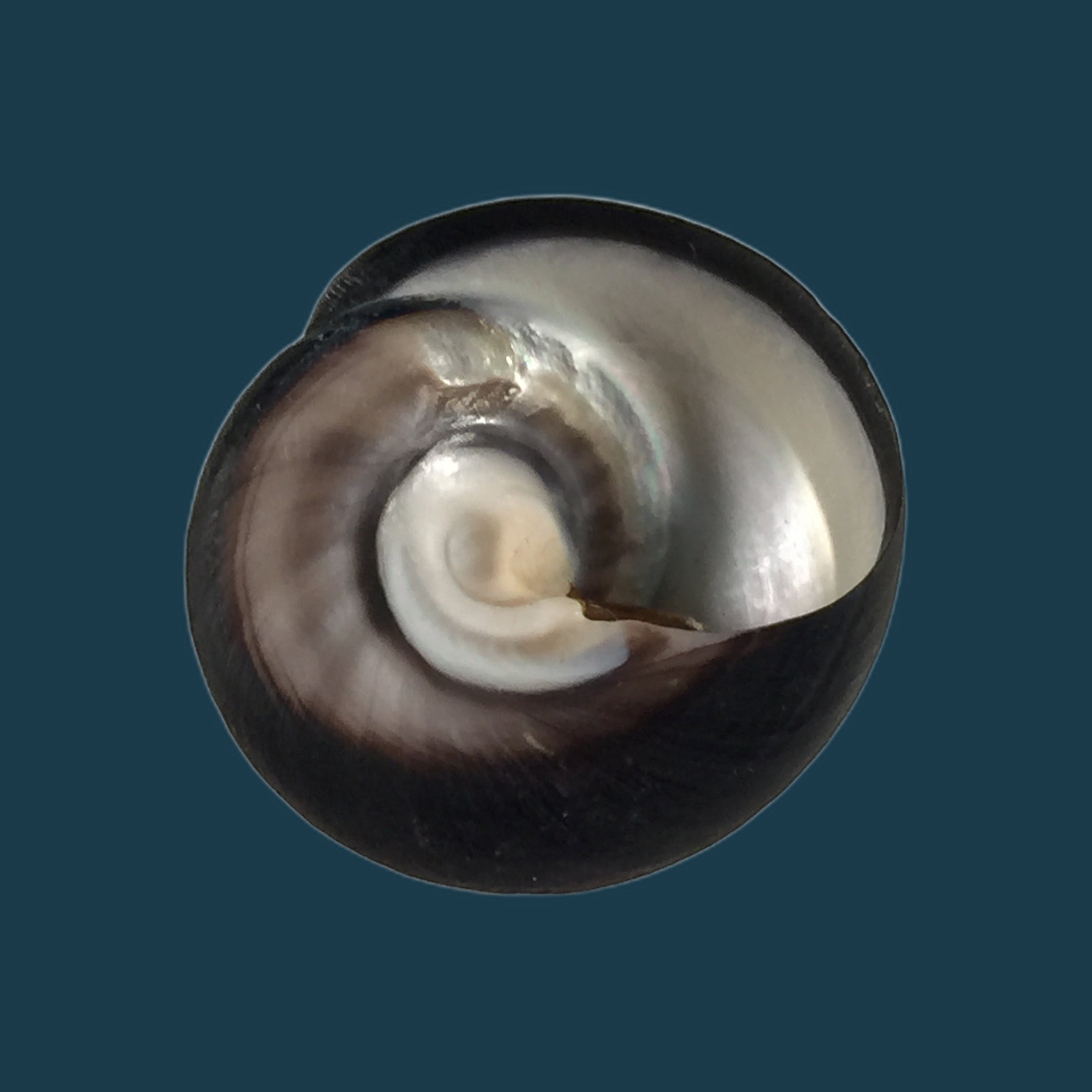 Prisogaster niger (W. Wood, 1828) - 28,3mm