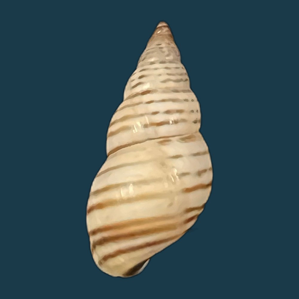 copia-de-bostrix-erythrostoma-sowerby-1835-25-1mm-1