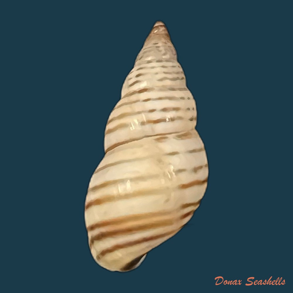 copia-de-bostrix-erythrostoma-sowerby-1835-25-1mm-1
