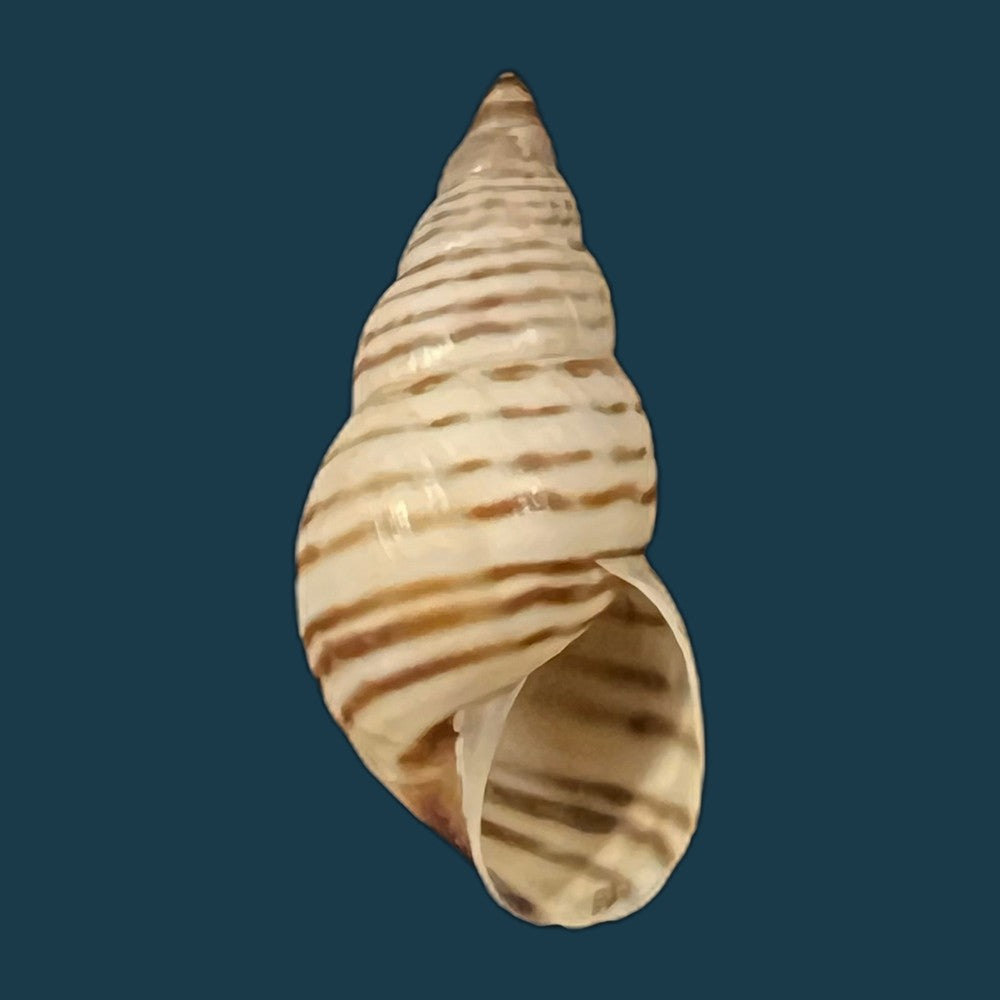 copia-de-bostrix-erythrostoma-sowerby-1835-25-1mm-1