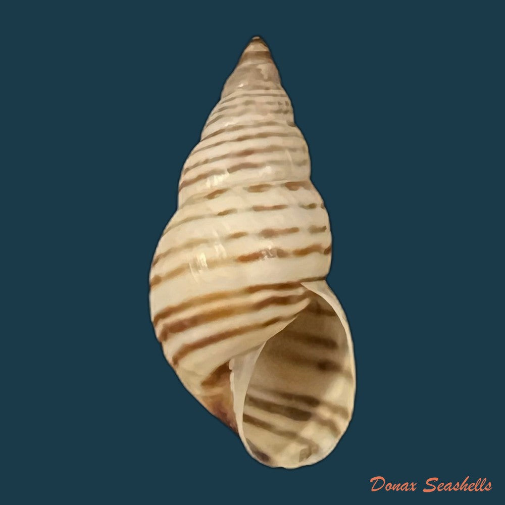 copia-de-bostrix-erythrostoma-sowerby-1835-25-1mm-1