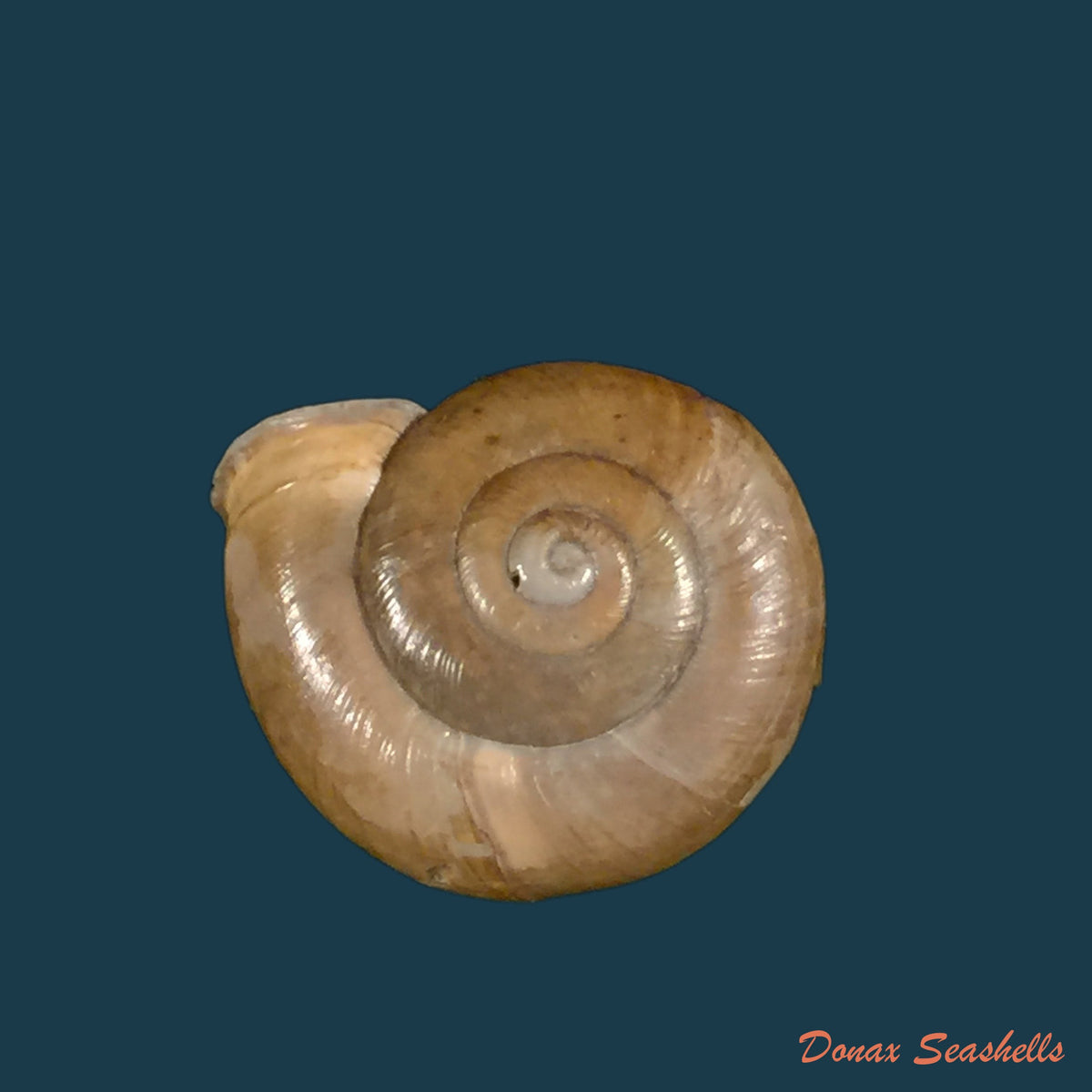copia-de-bostryx-alausiensis-cousin-1887-19-4mm-2