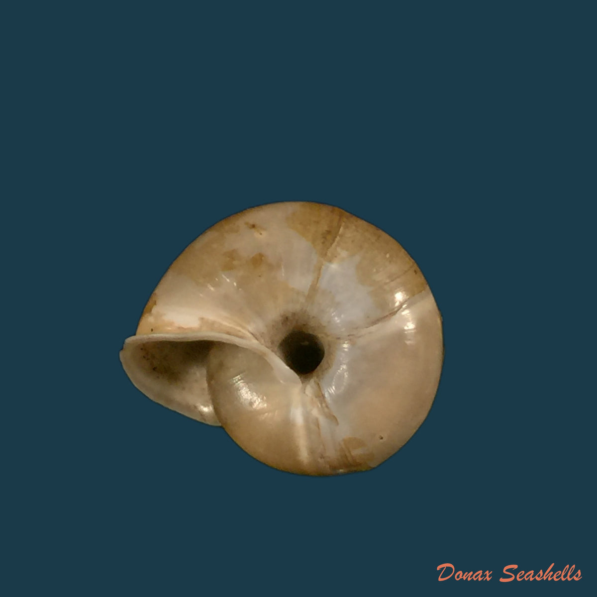 copia-de-bostryx-alausiensis-cousin-1887-19-4mm-2