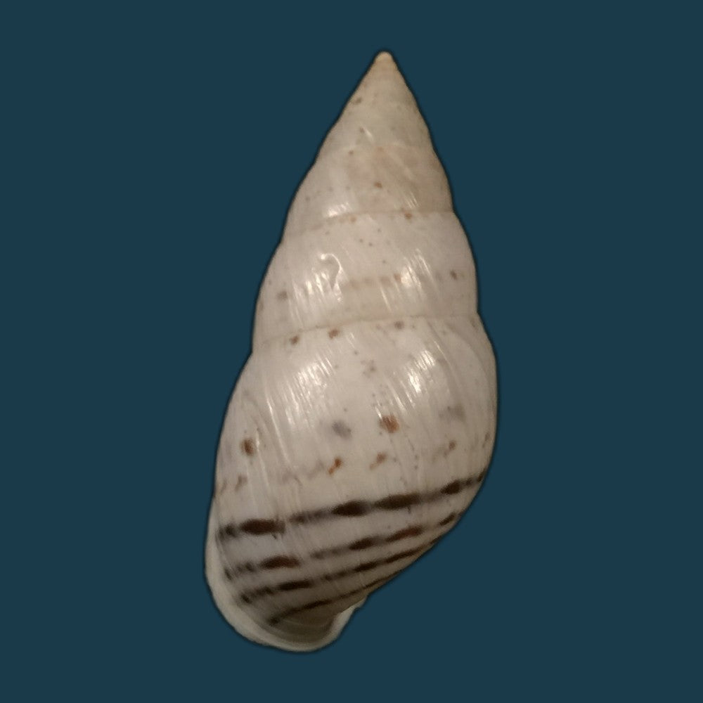 copia-de-bostryx-alausiensis-cousin-1887-19-4mm-3