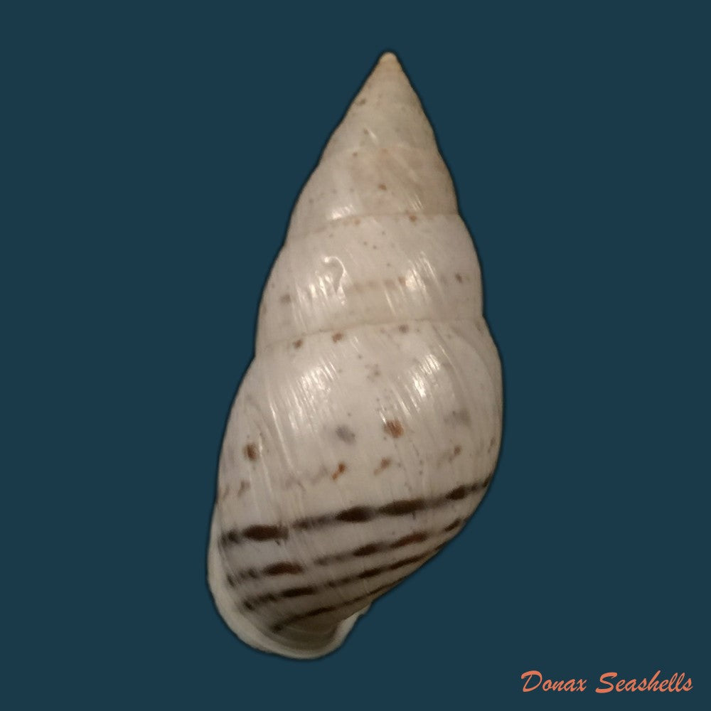 copia-de-bostryx-alausiensis-cousin-1887-19-4mm-3