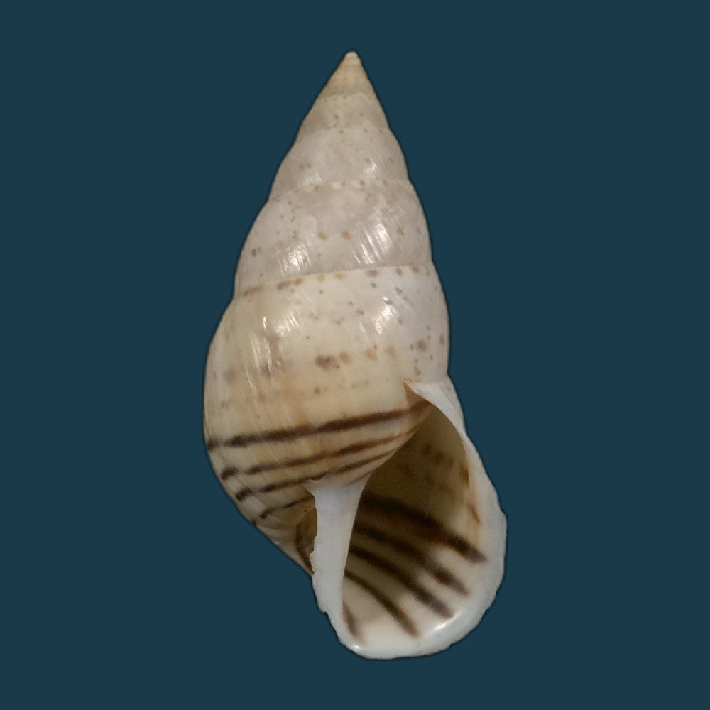 copia-de-bostryx-alausiensis-cousin-1887-19-4mm-3